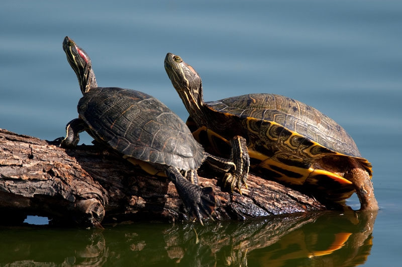 Nature Tales Look Out for Turtles by Melvin Berger