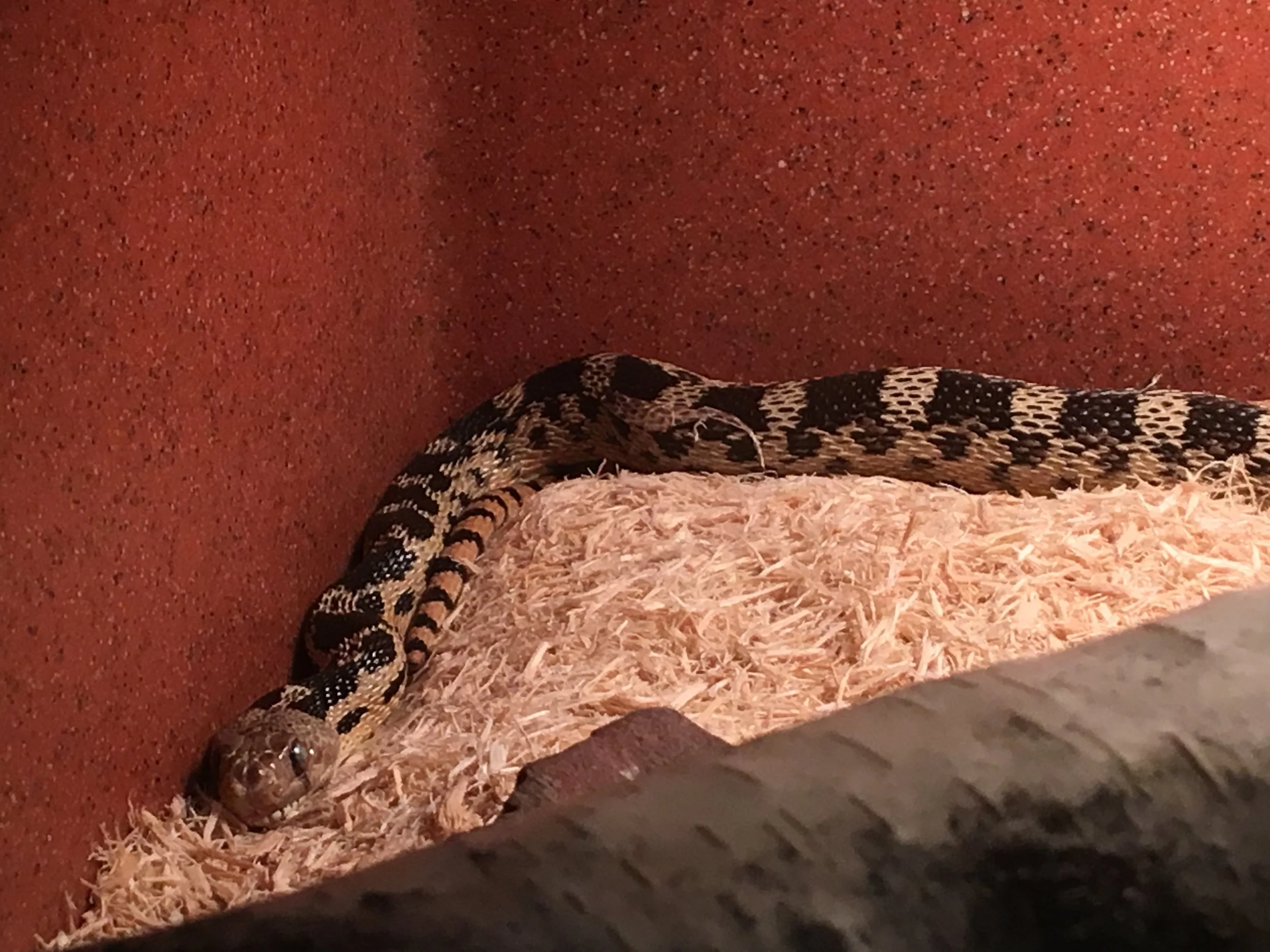 Canyon Conversations Gonzo the Great Basin Gopher Snake