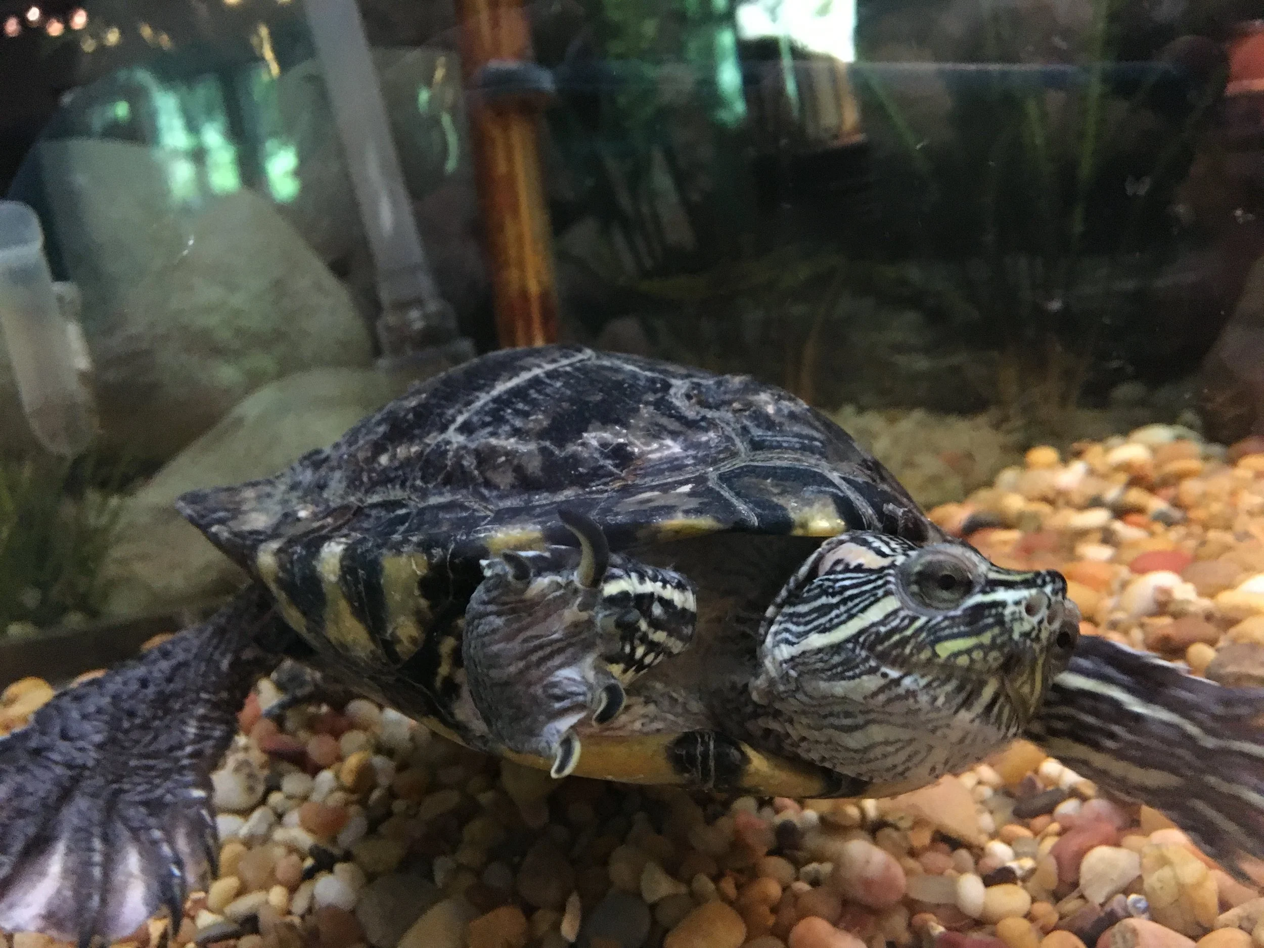 Canyon Conversations with Flash the Red Eared Slider