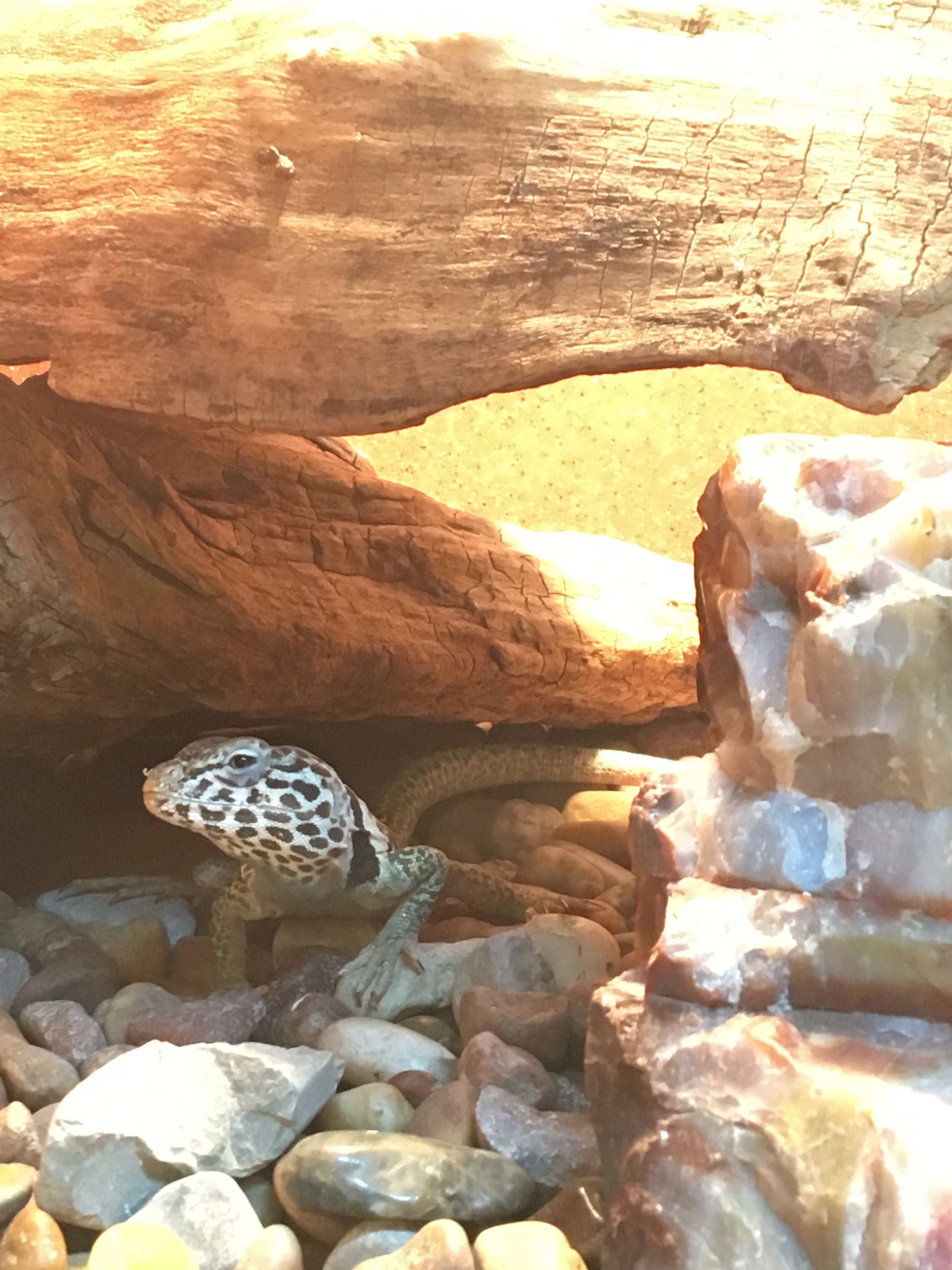 Canyon Conversations with Diego the Collared Lizard