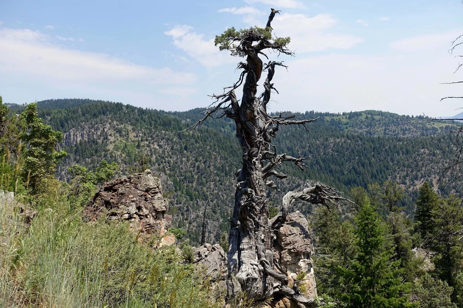 DSC03442.JPG Jardine, Logan Canyon copy.jpg