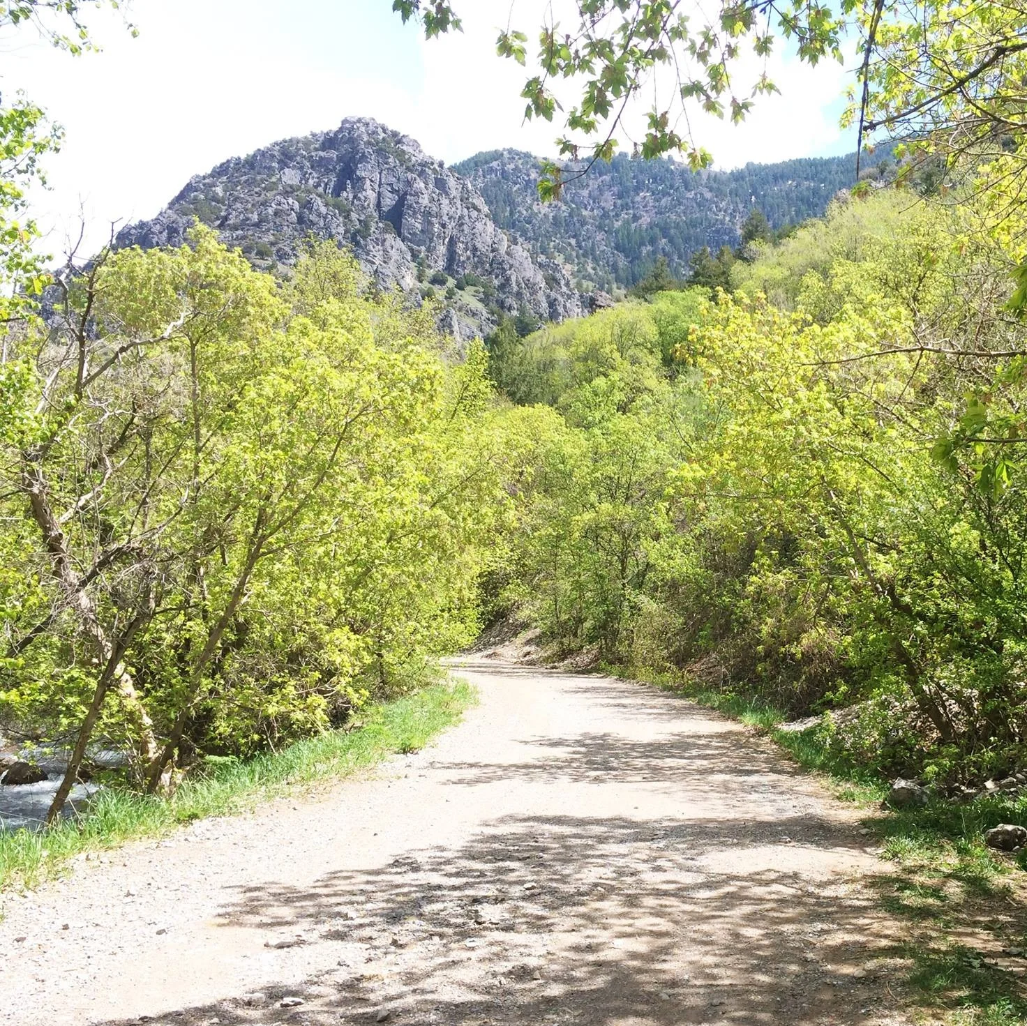 Canyon Conversations | Invasive Plants Walk through Logan Canyon