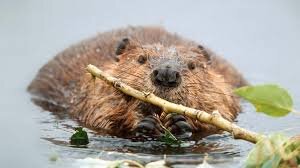 Canyon Conversations:  Beavers