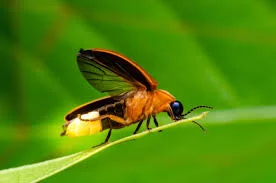 Canyon Conversations:  Western Fireflies