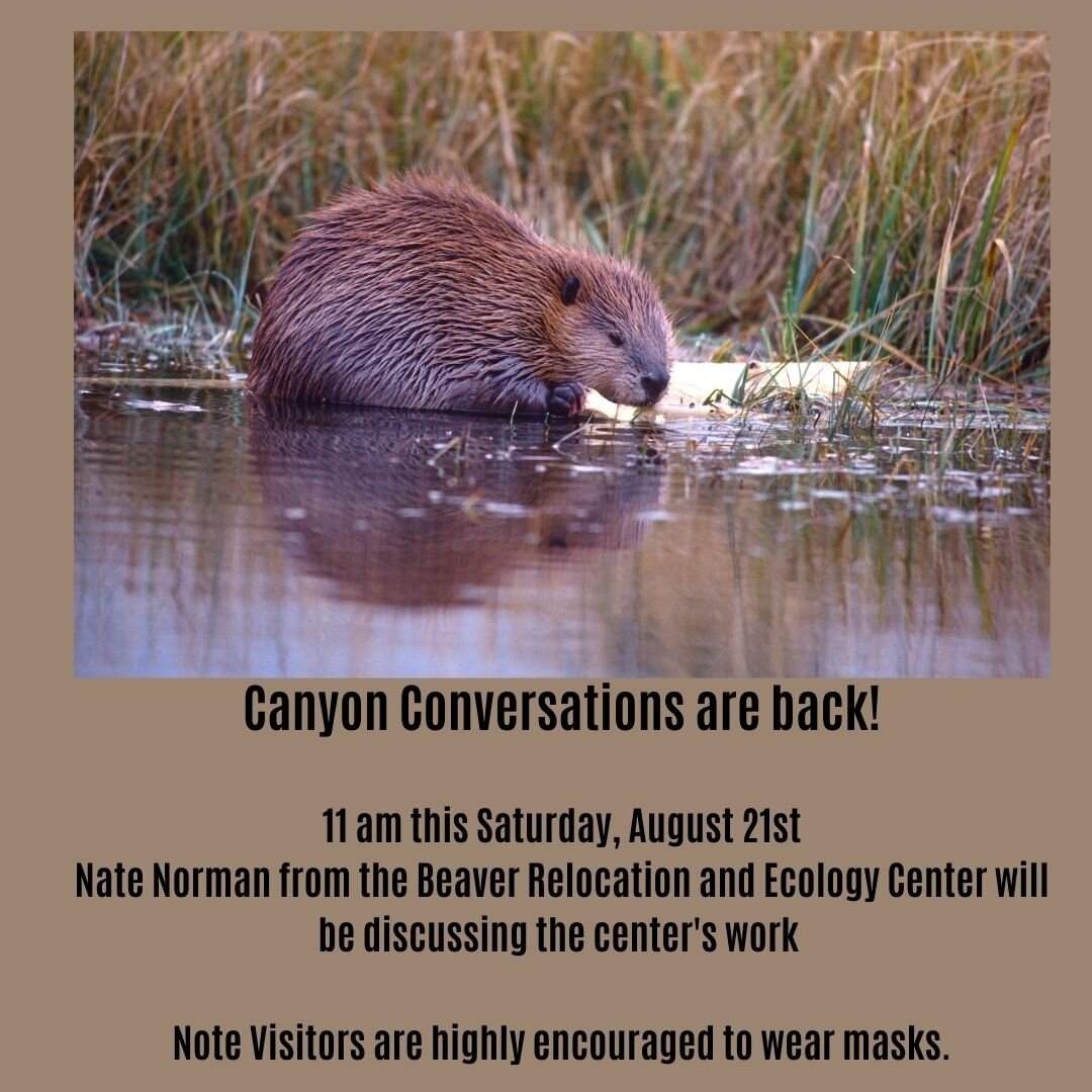 Canyon Conversations:  Beaver Relocation and Ecology Center