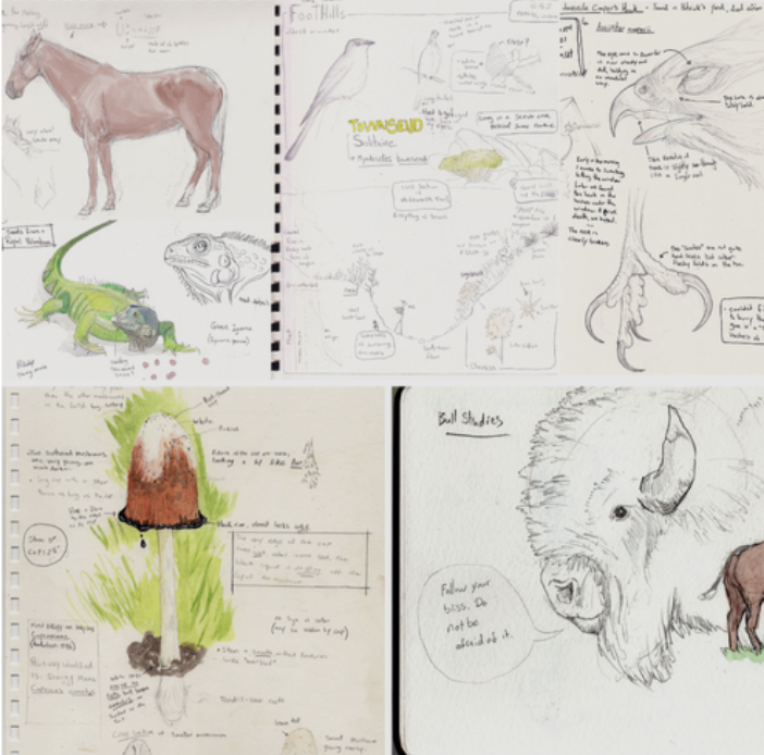 Scientific Illustration- Field Notes Course