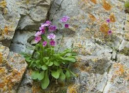 Native Plant Walk and Community Poem Writing Experience