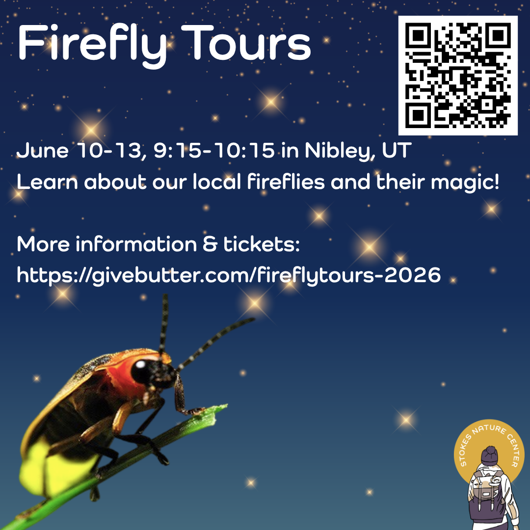 Firefly Tours