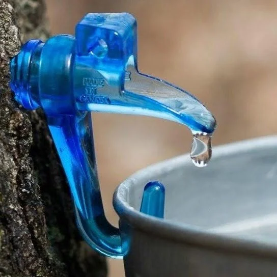 Woodland Hills Maple Tapping Workshop