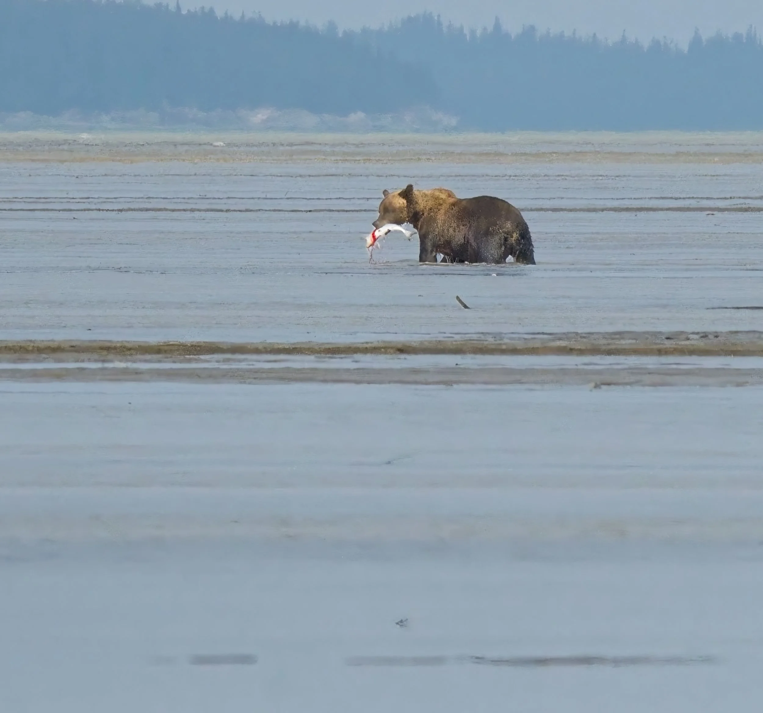 Fishing Grizzly.jpg