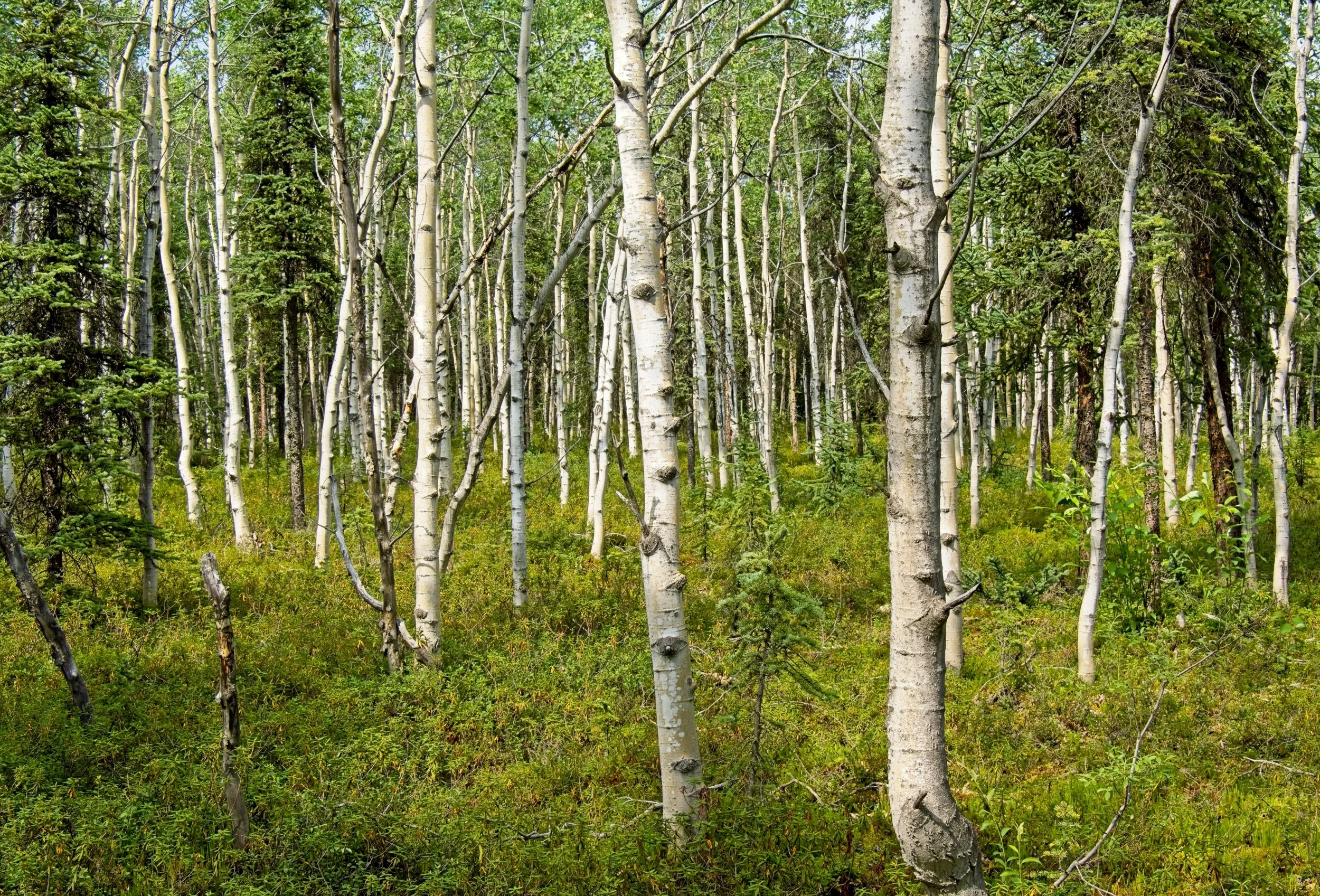 Birch Trees.jpg