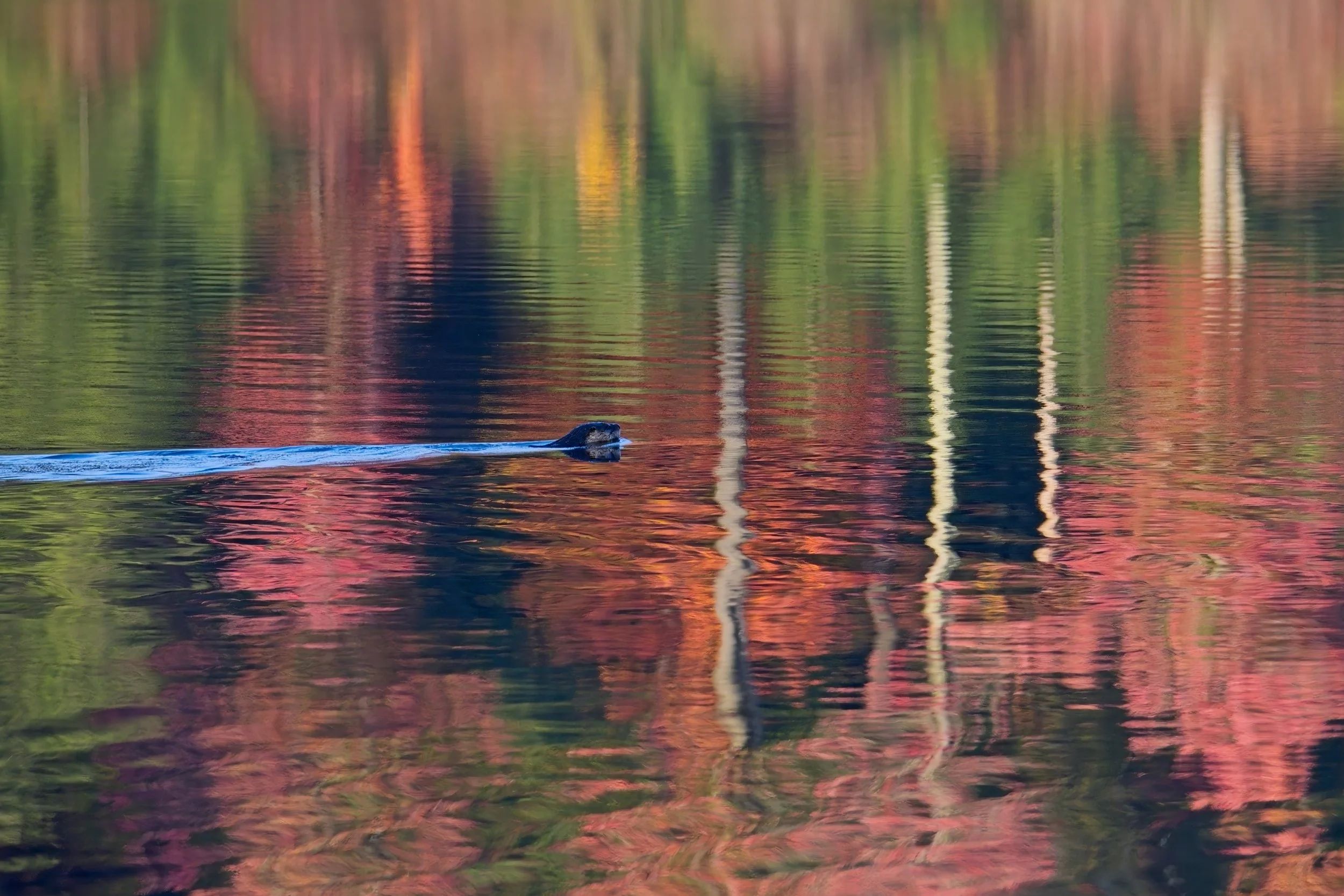 Beaver swimming d PSPark.jpg