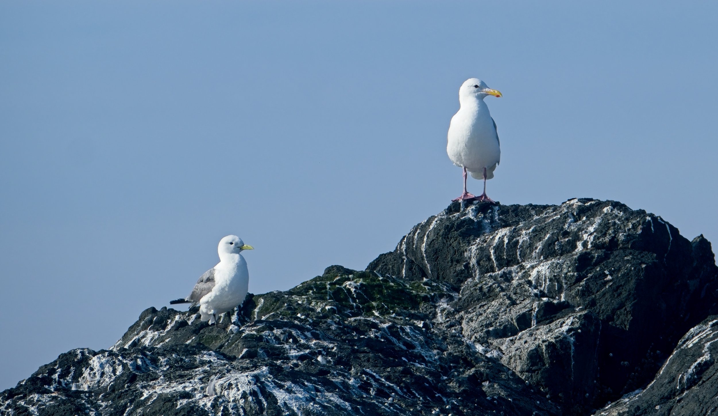 Herring Gull and chick.jpg