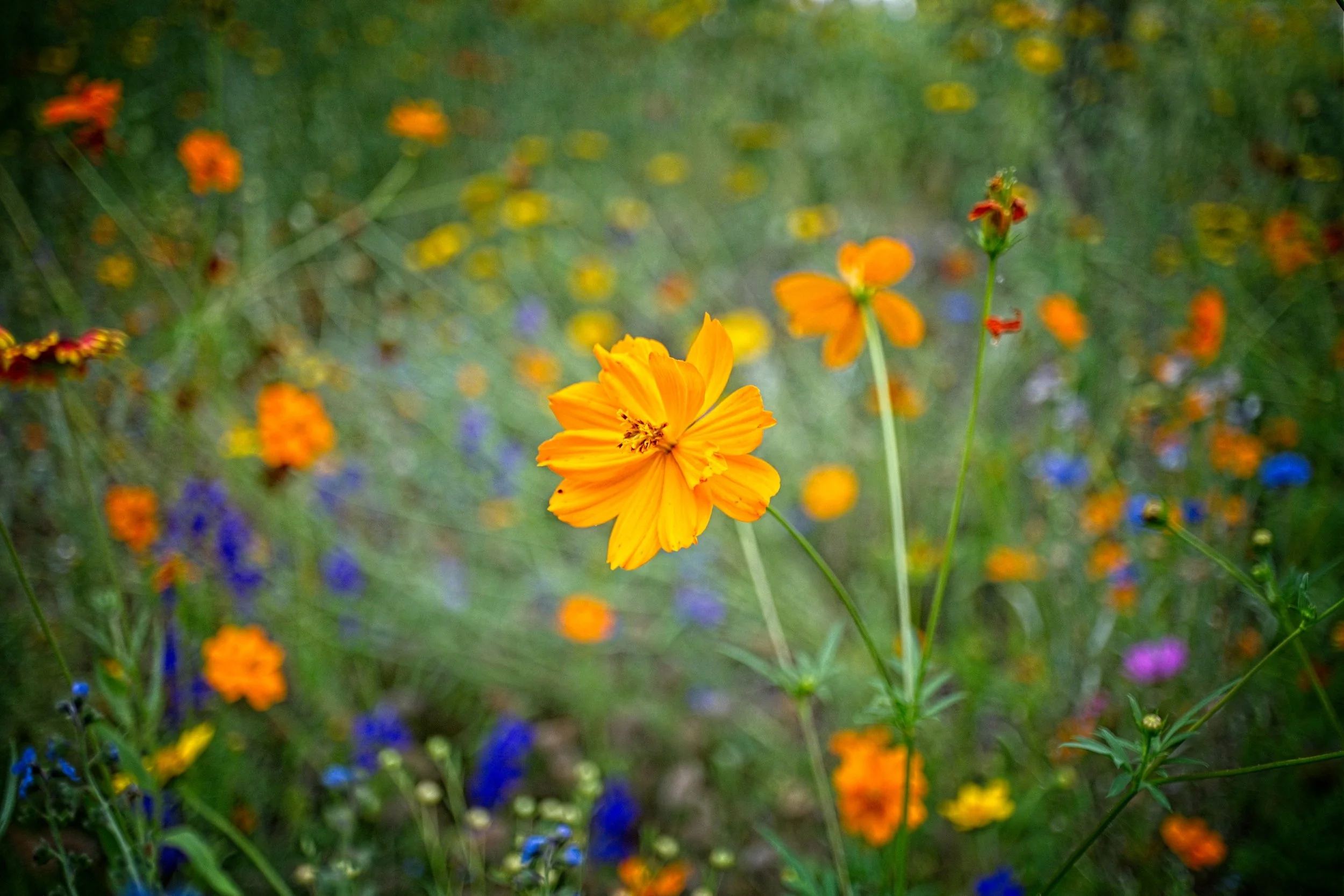 Flower field.jpg