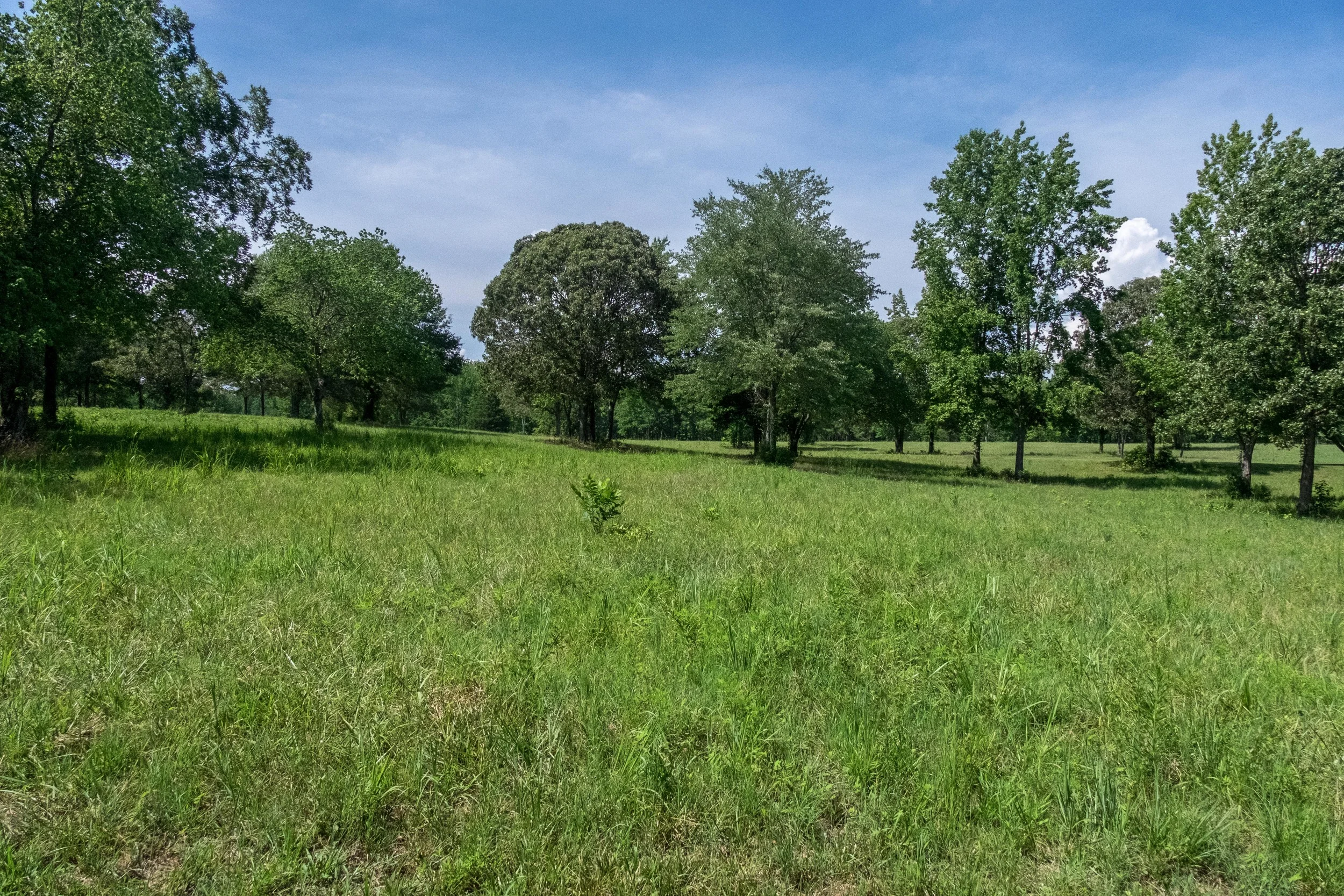  Swale where the American calvary hid 