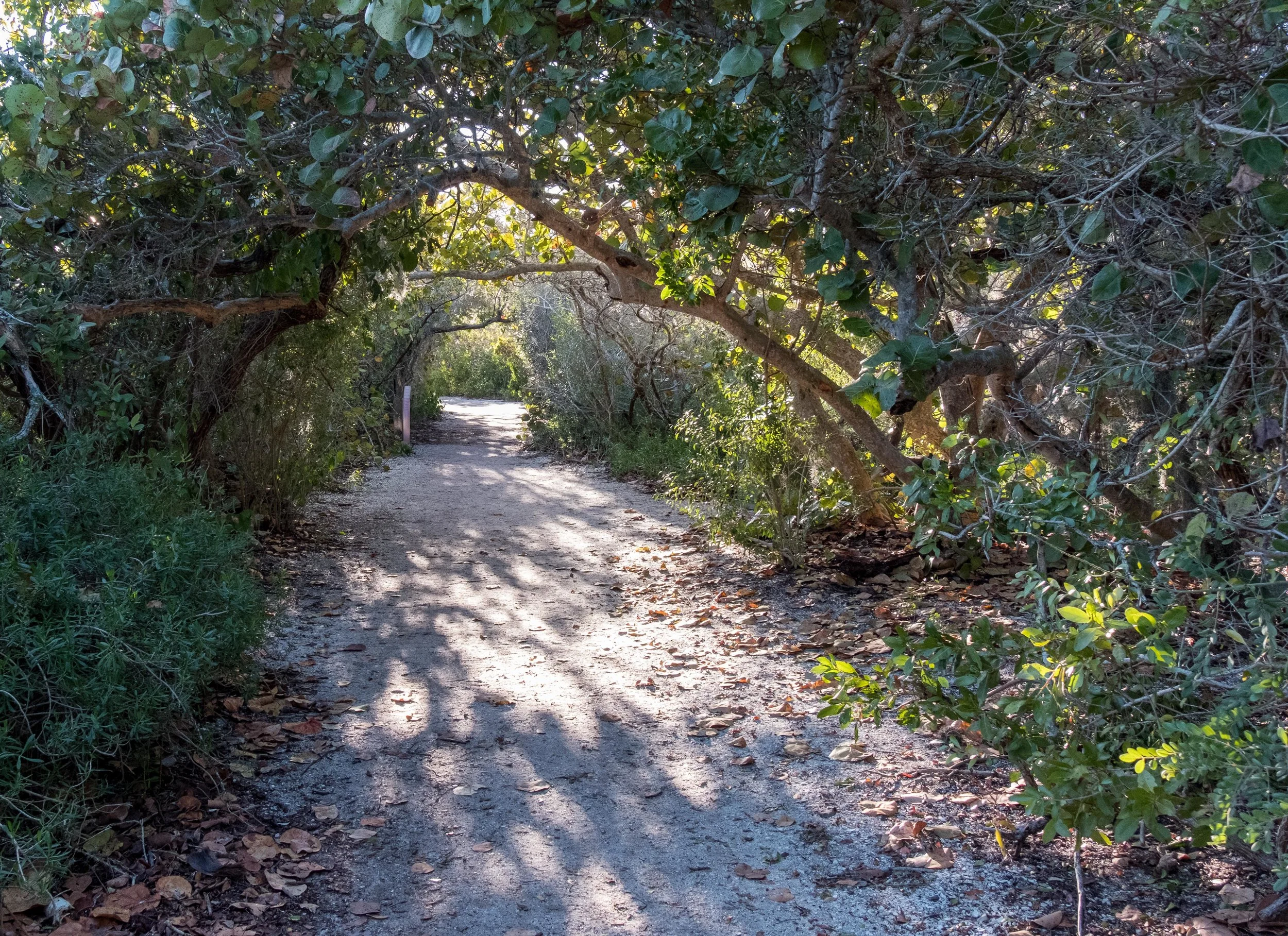Trail Canopy