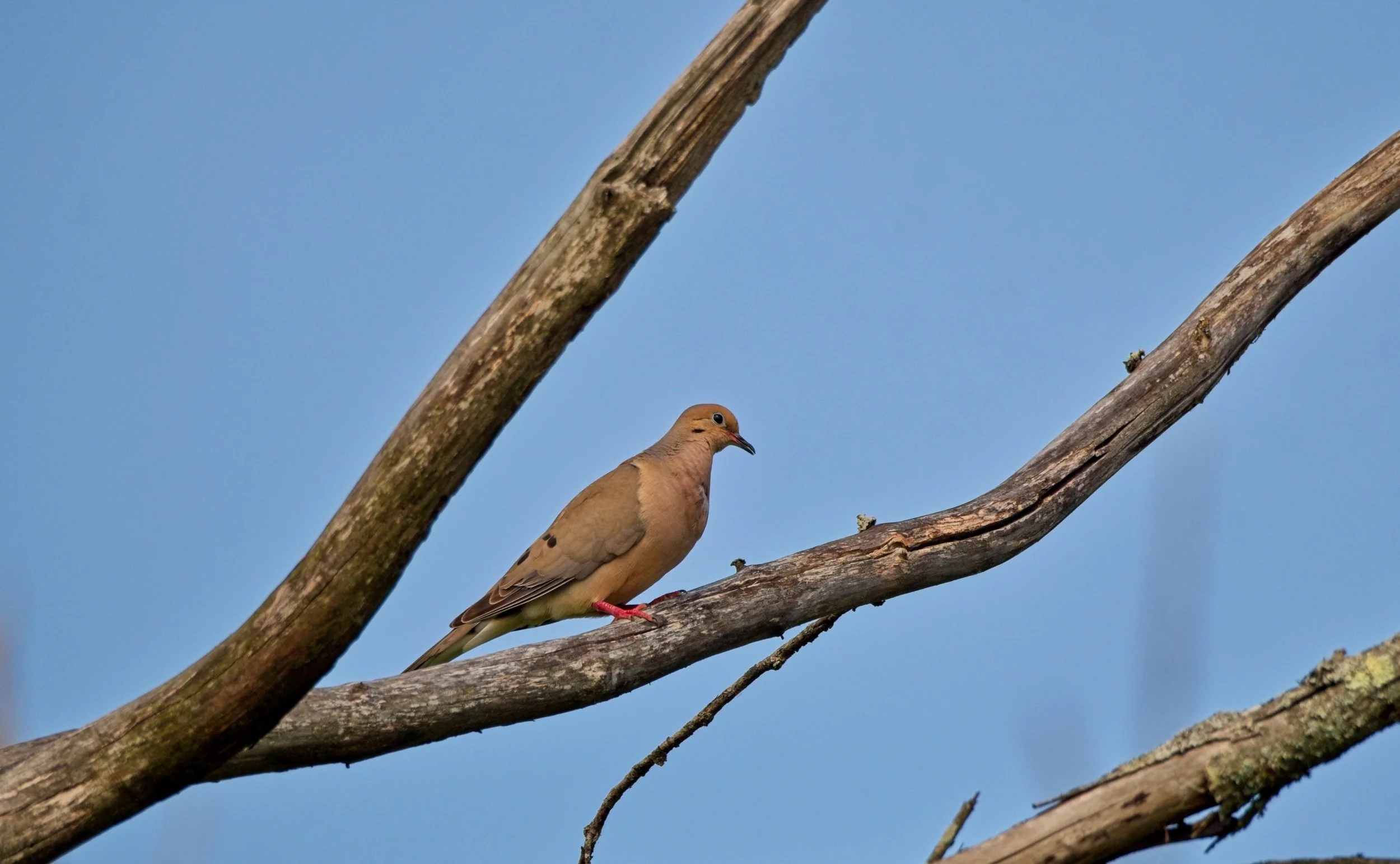 Mourning Dove.jpg