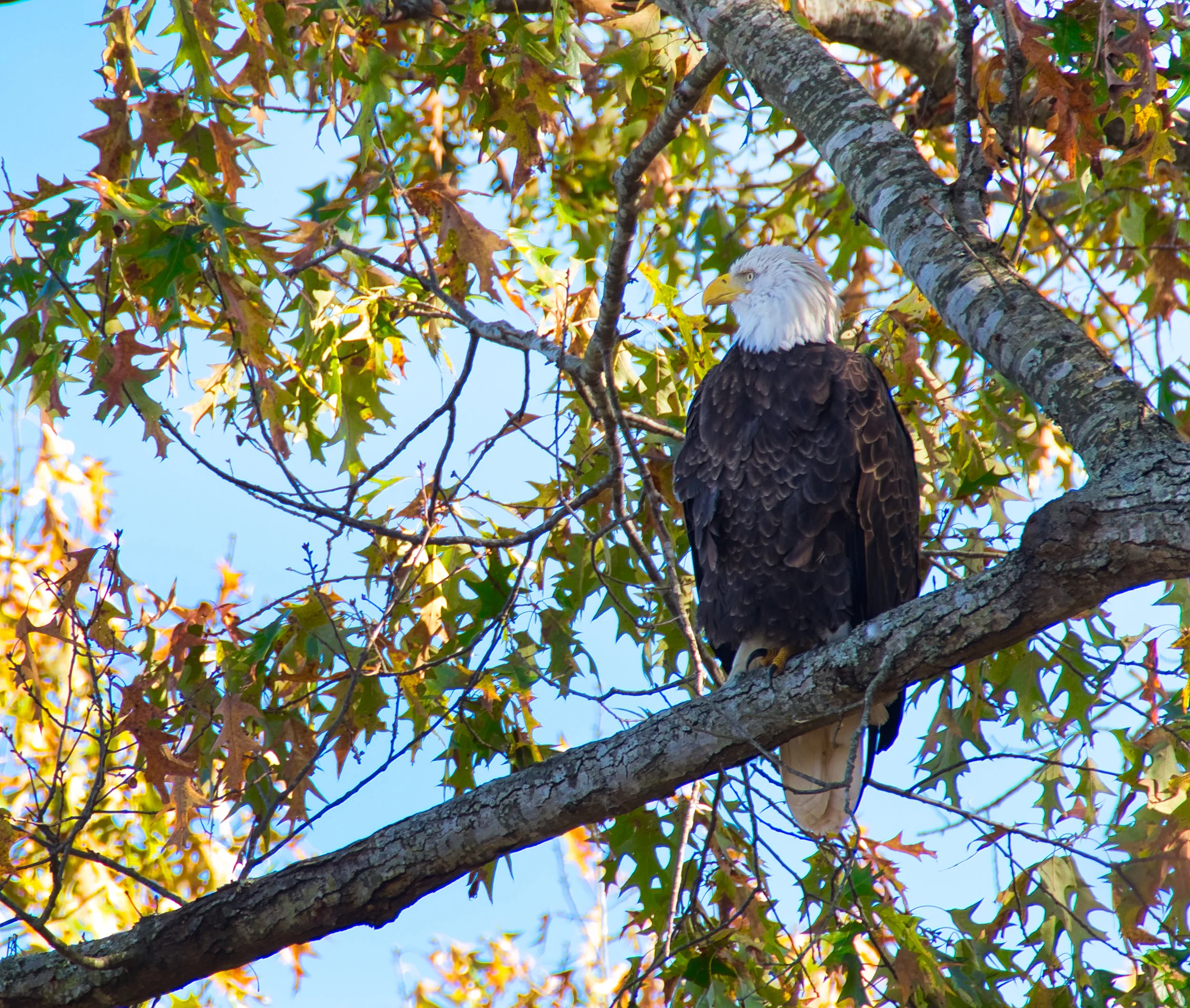 _DSF9661 FT EAGLE Jack.jpeg