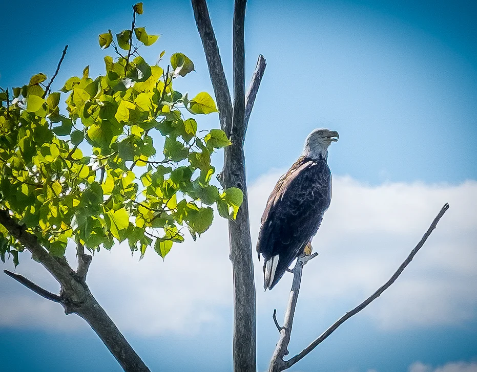Jamestown Island eagle. Sorry, Ben, but way better than a turkey!