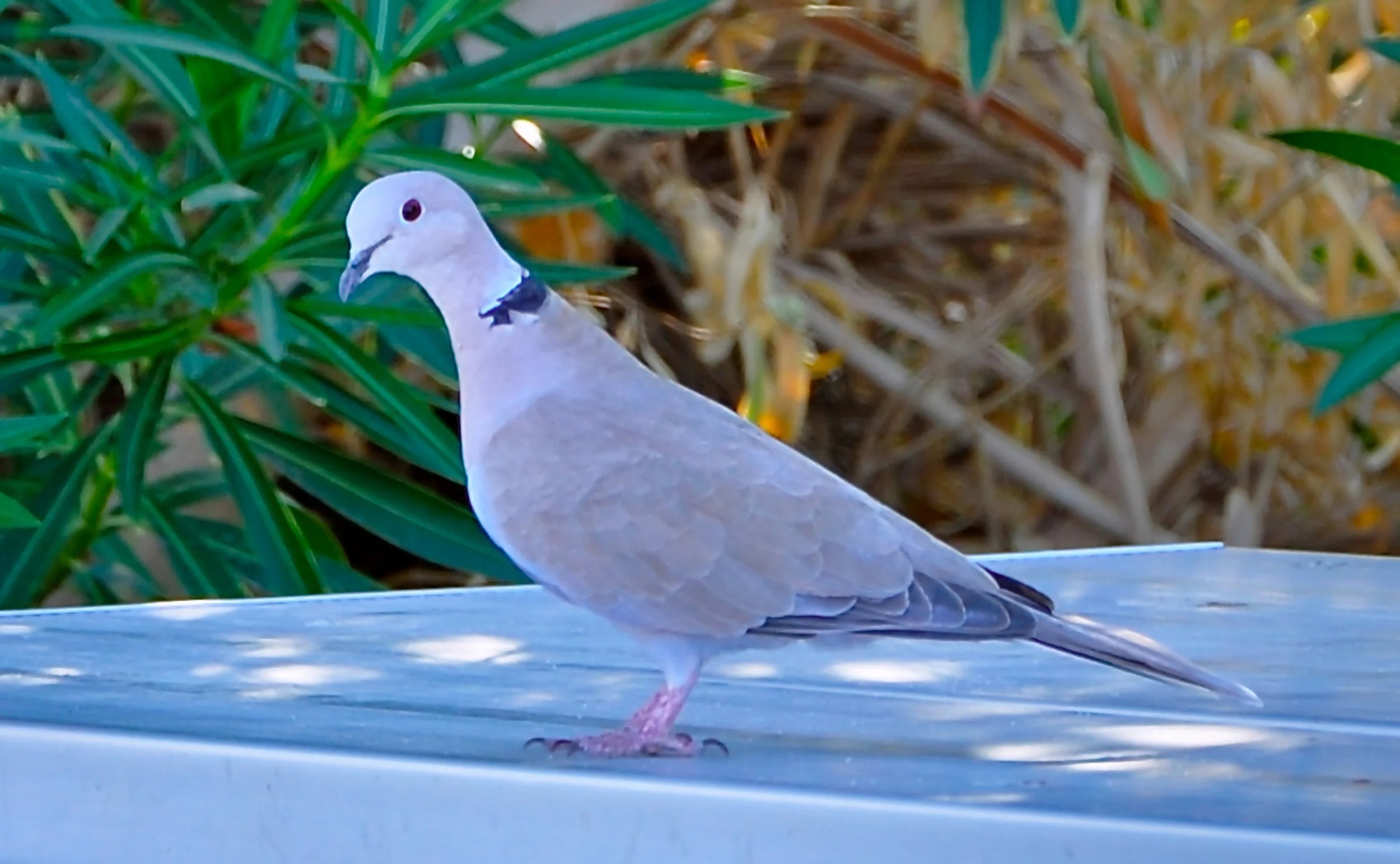 _DSC8143.jpeg
