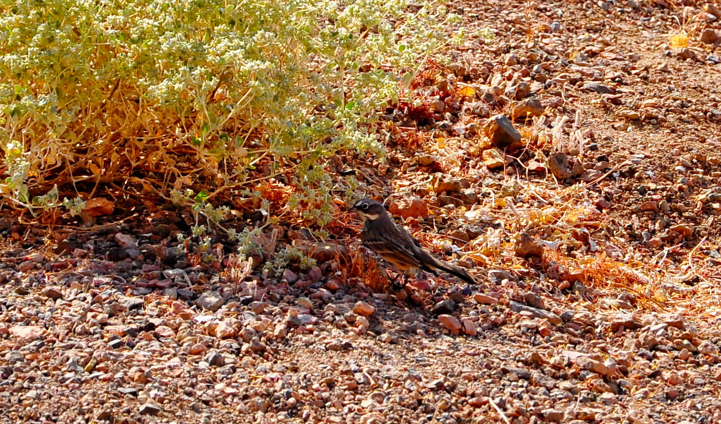 _DSC8085sagesparrow.jpeg