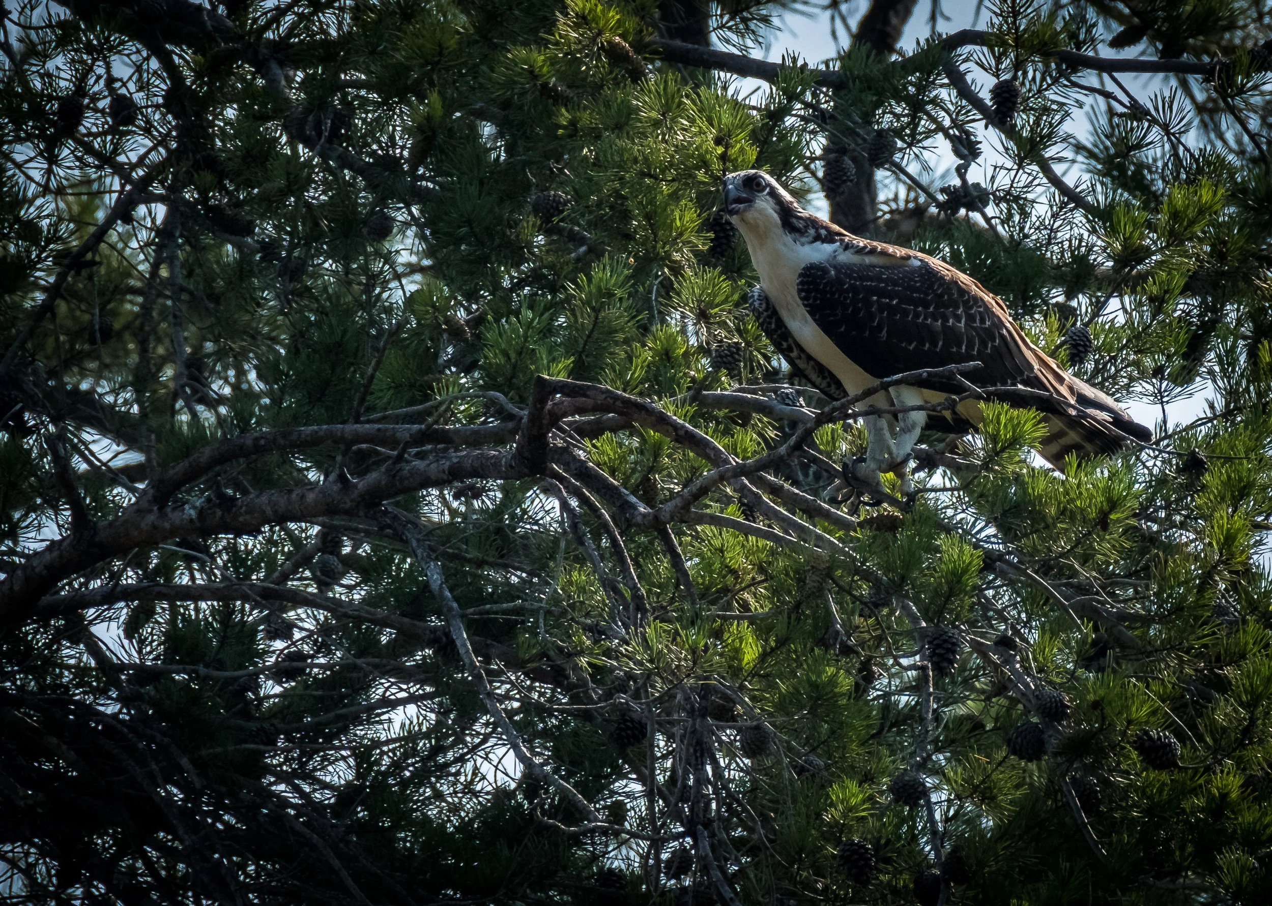 Nice Osprey, about 150 feet was as close as one got