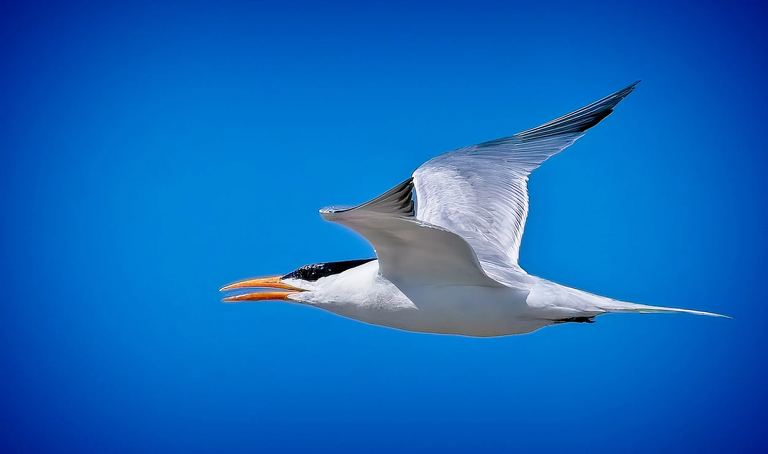 Royal Tern.jpg