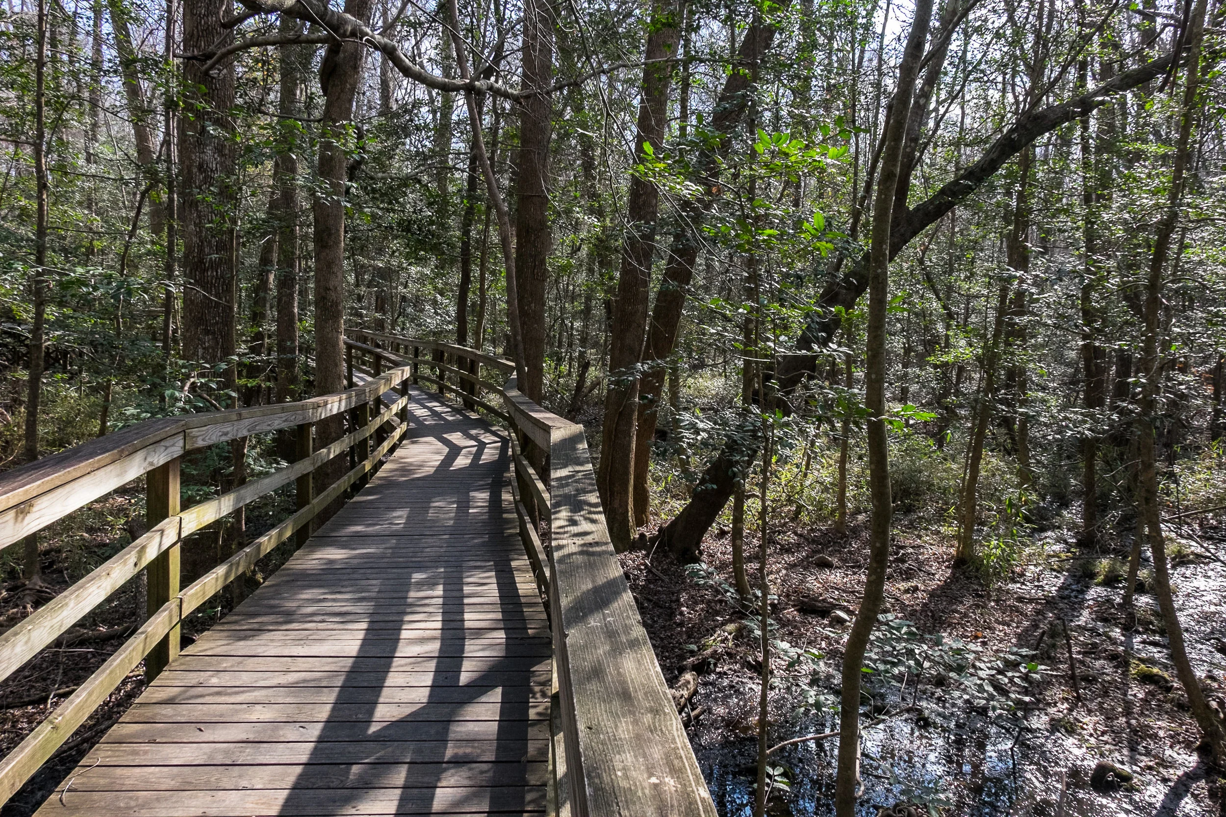 Congaree National Park