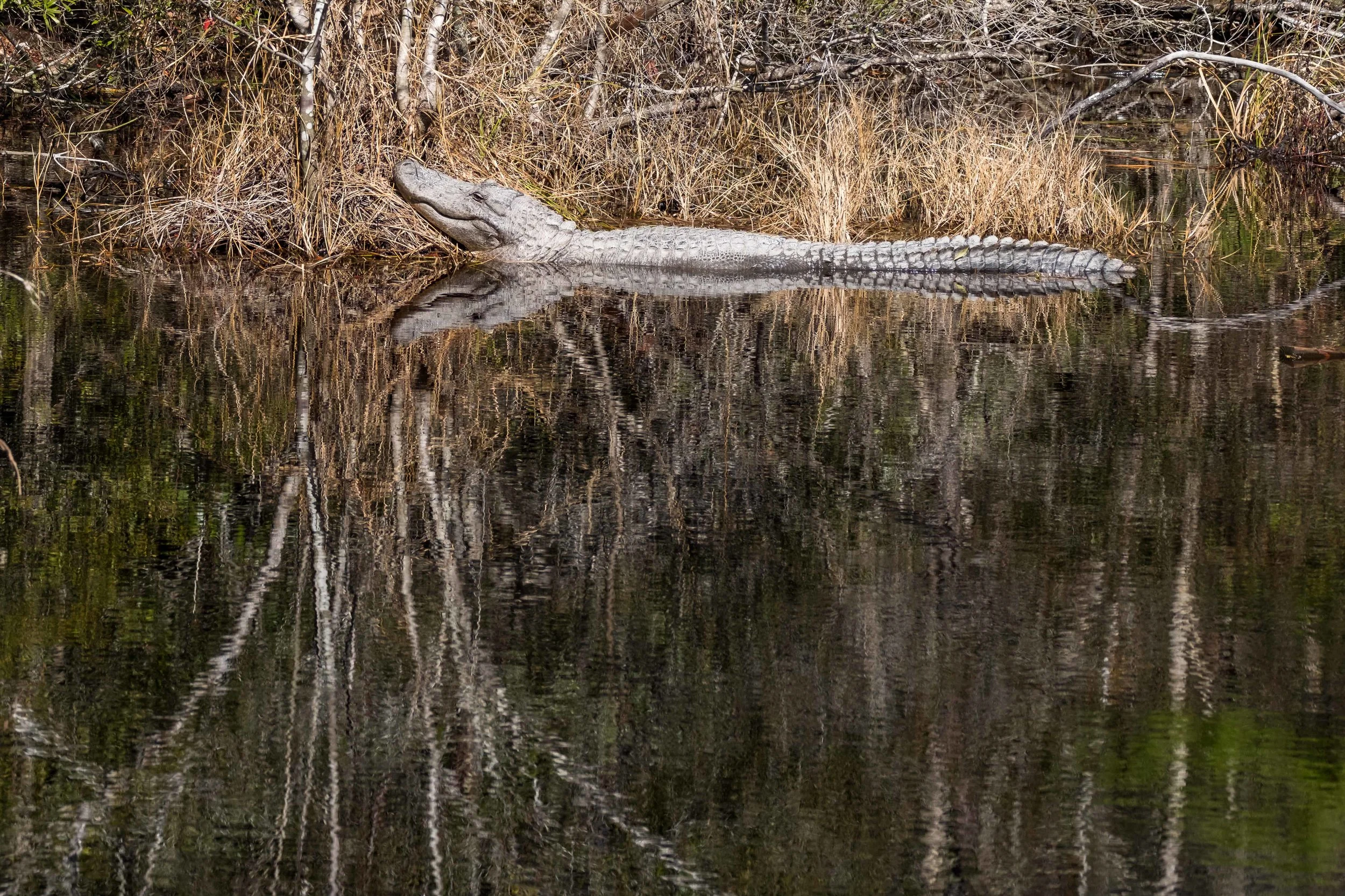  “Alice” @ Gulf Shores Mississippi Unit 