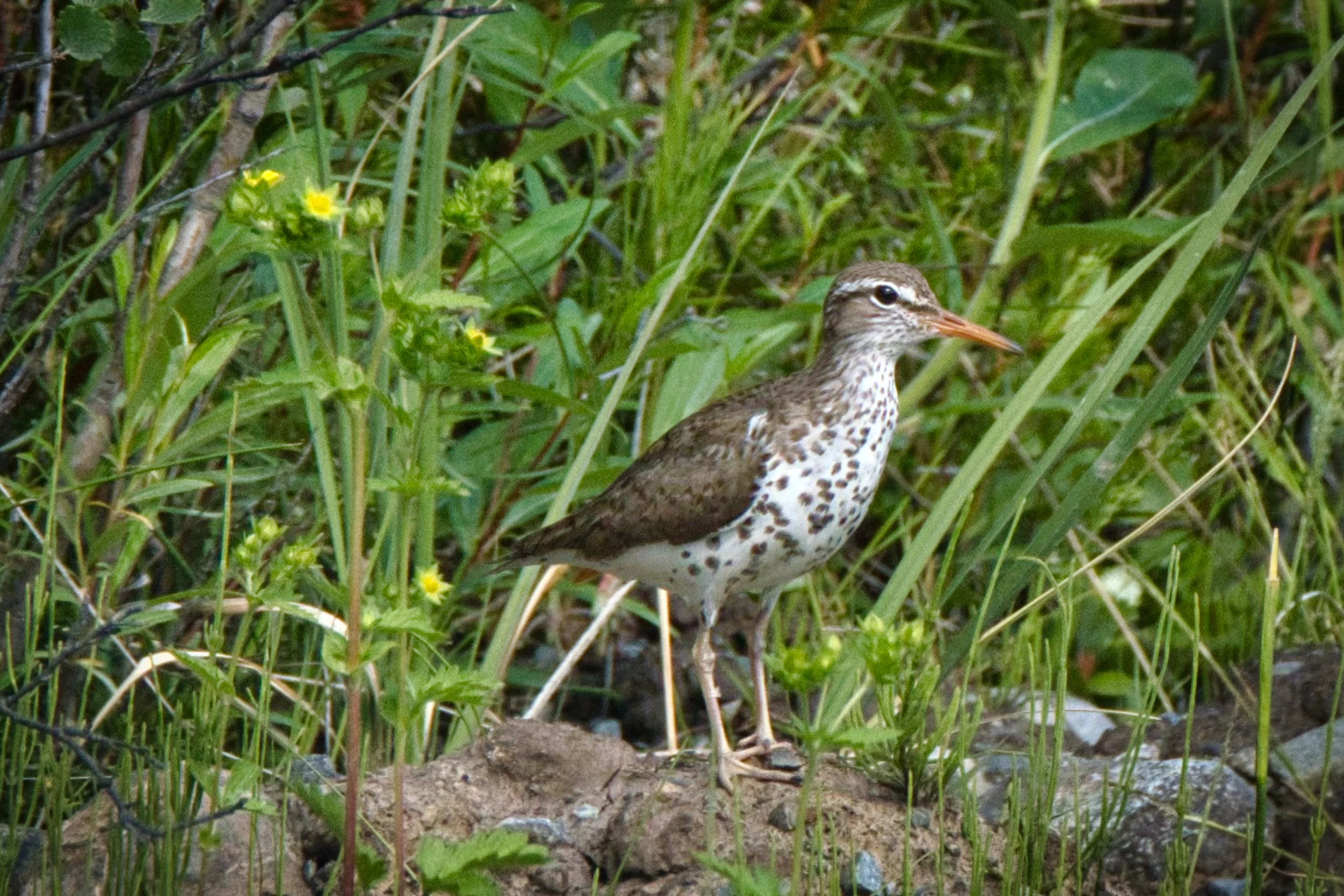 Spotted Sandpiper