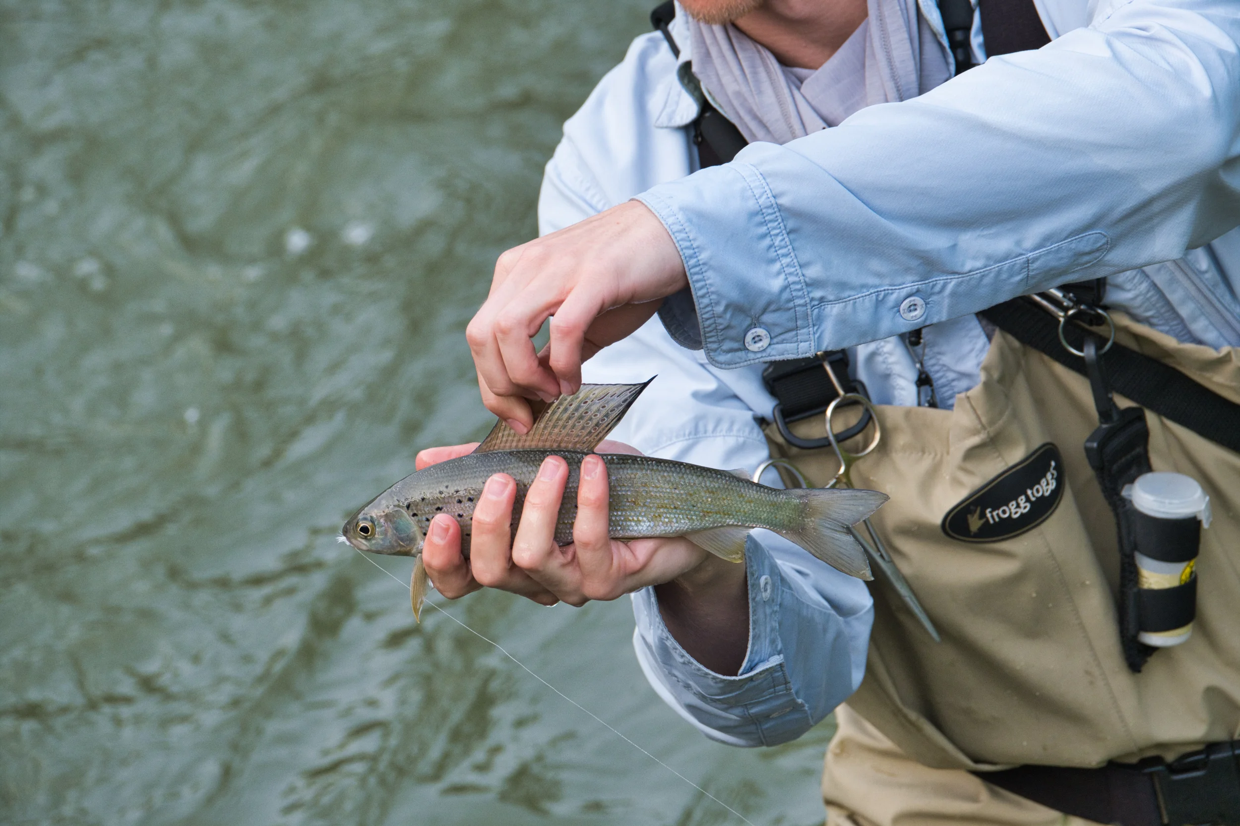 We watched this fly fisherman catching Grayling, with it’s large dorsal fin
