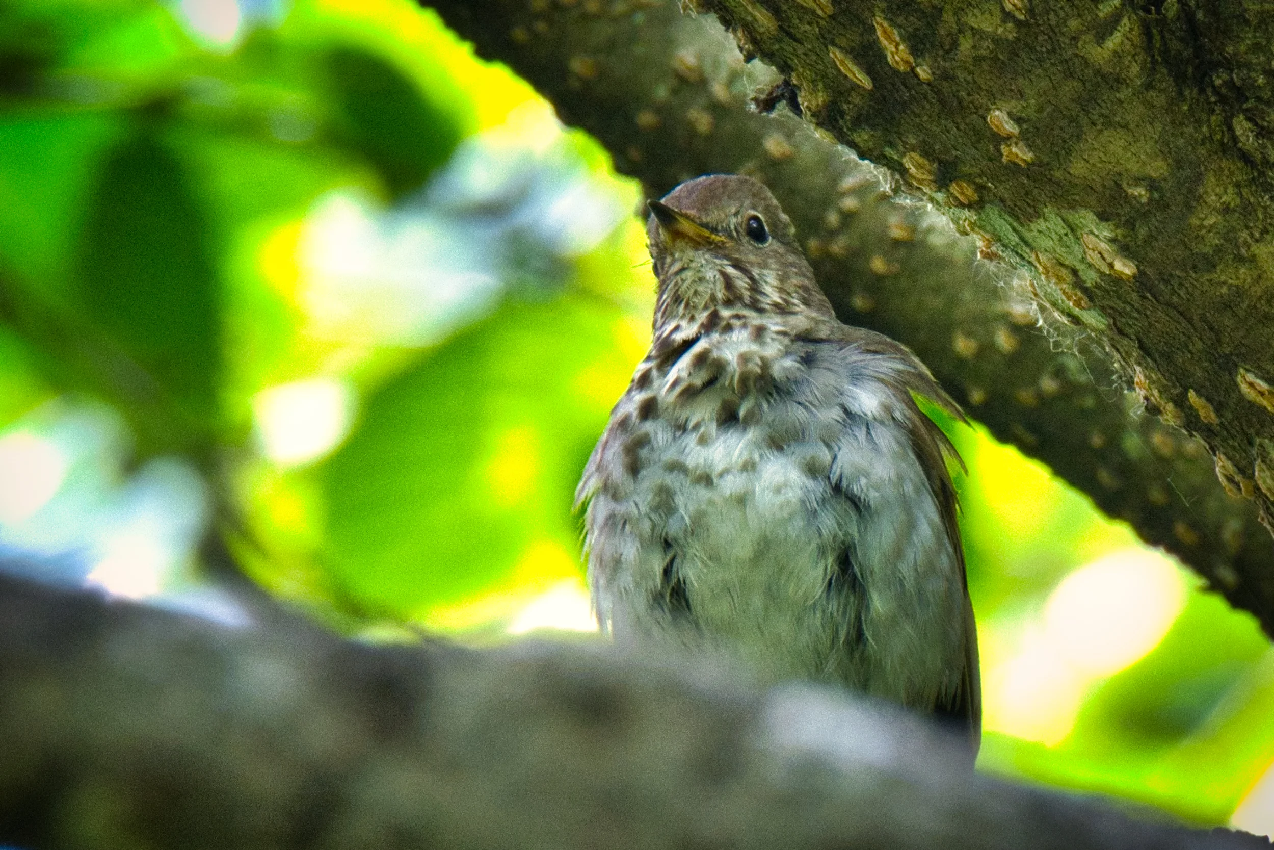Gray Cheeked Thrush