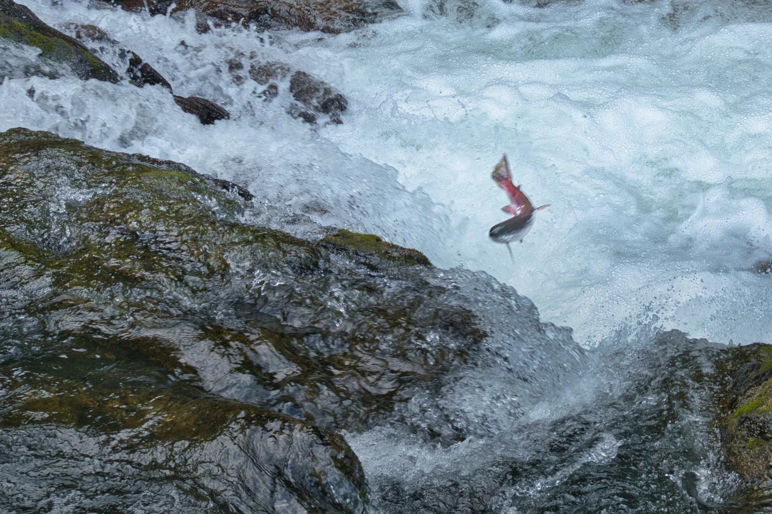 One Giant Leap for Salmon