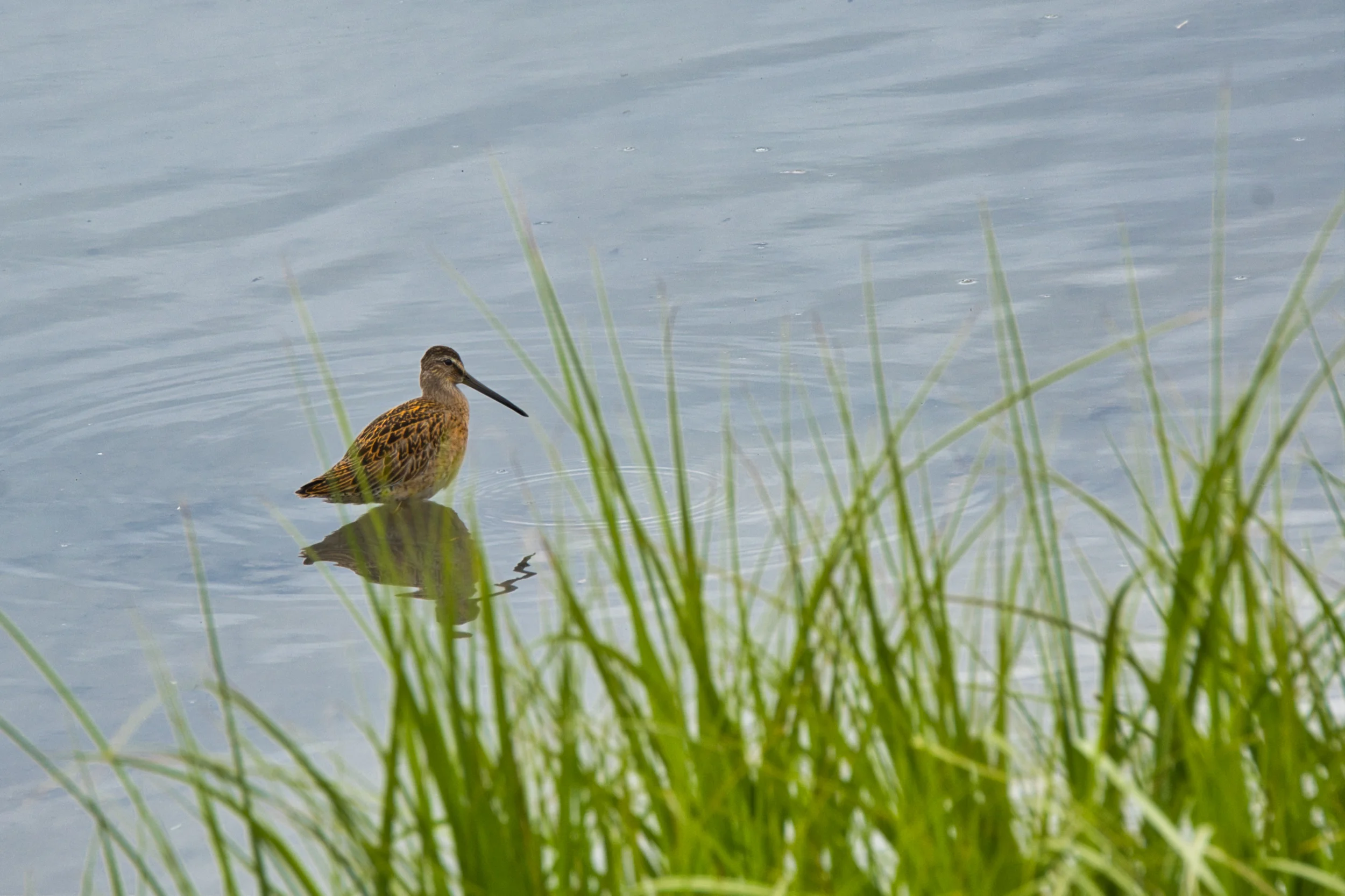 Long billed Dowitcher