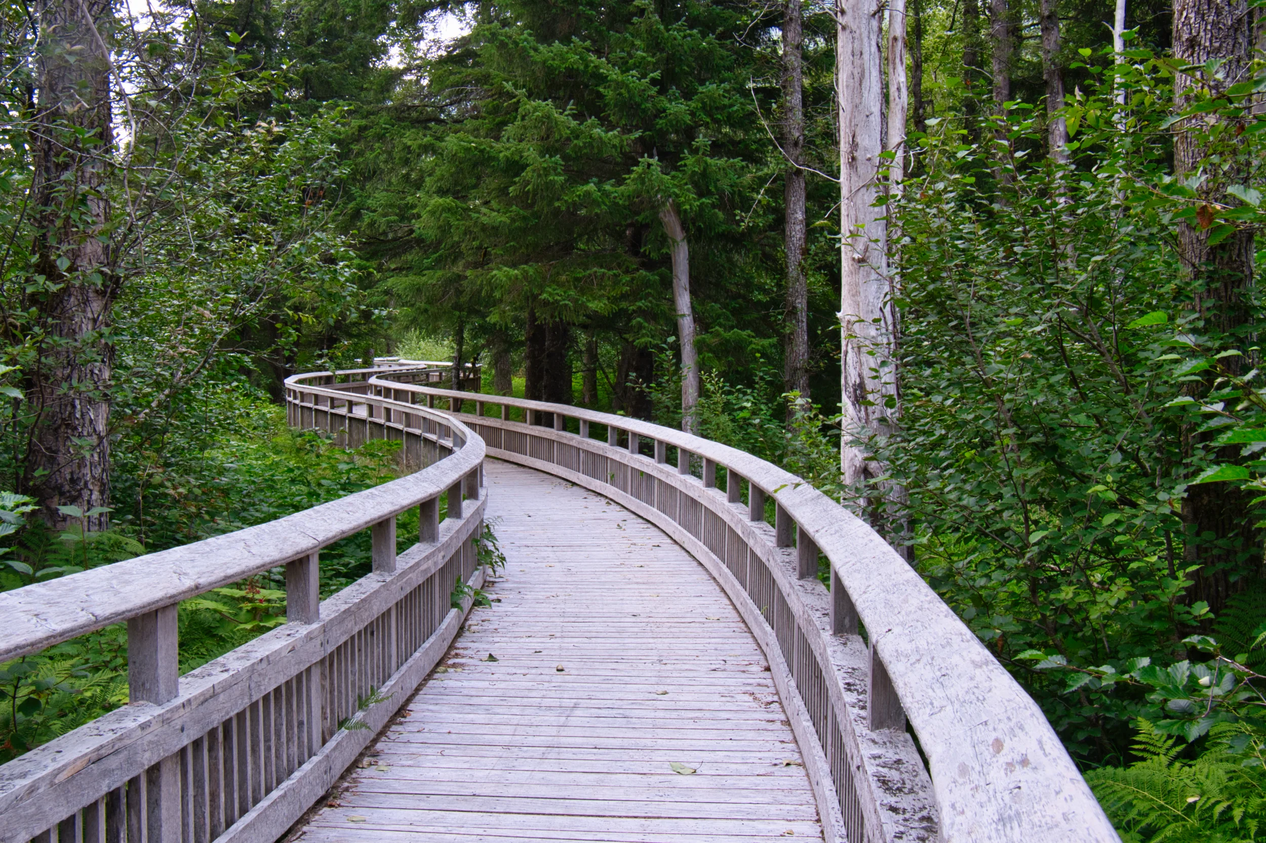 A section of the Blue Ice Trail near Portage Glacier was a raised boardwalk through the forest. Really nice.