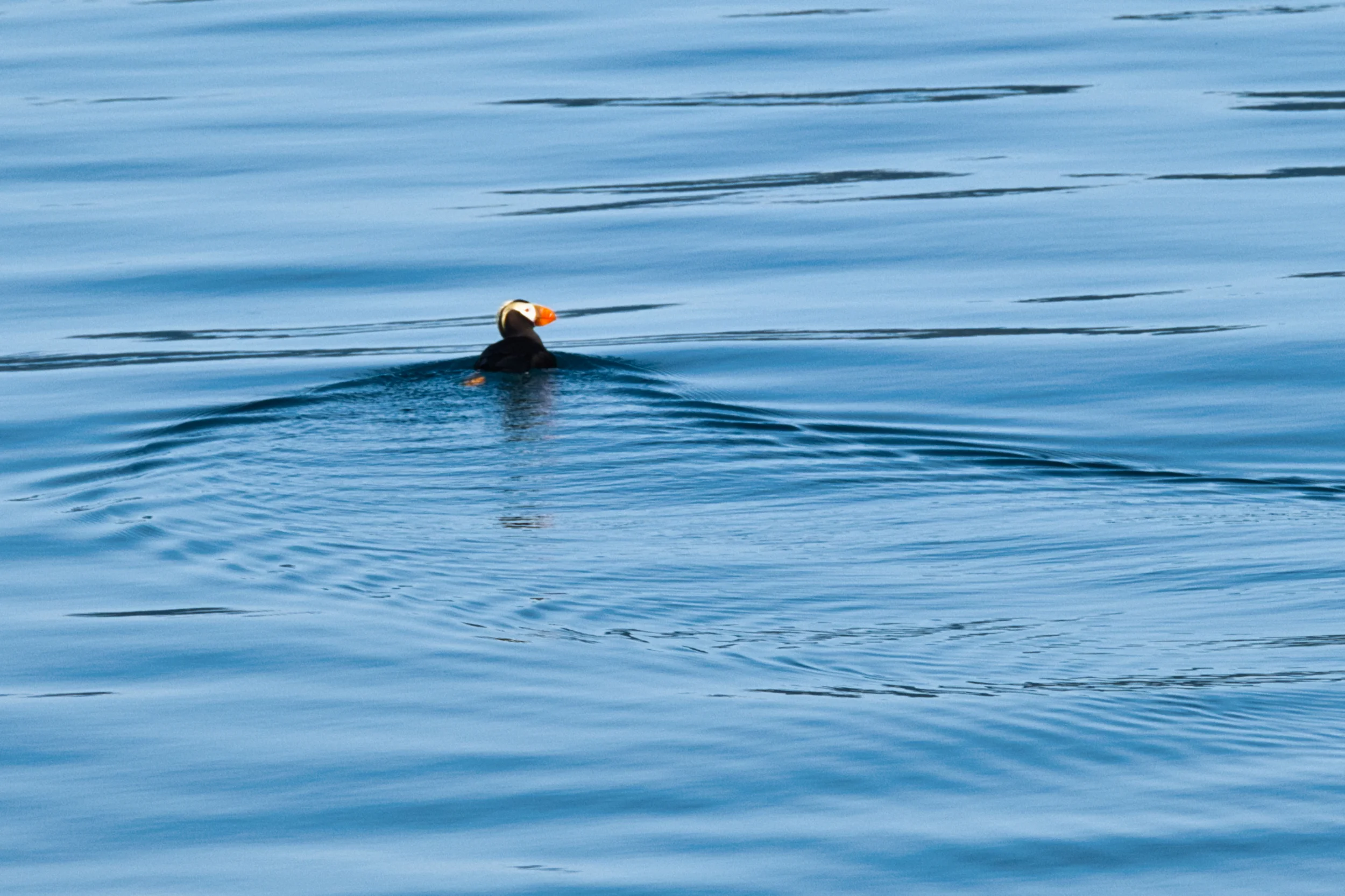 New bird number 24 for the trip, a Tufted Puffin serenely sailing in Resurrection Bay.