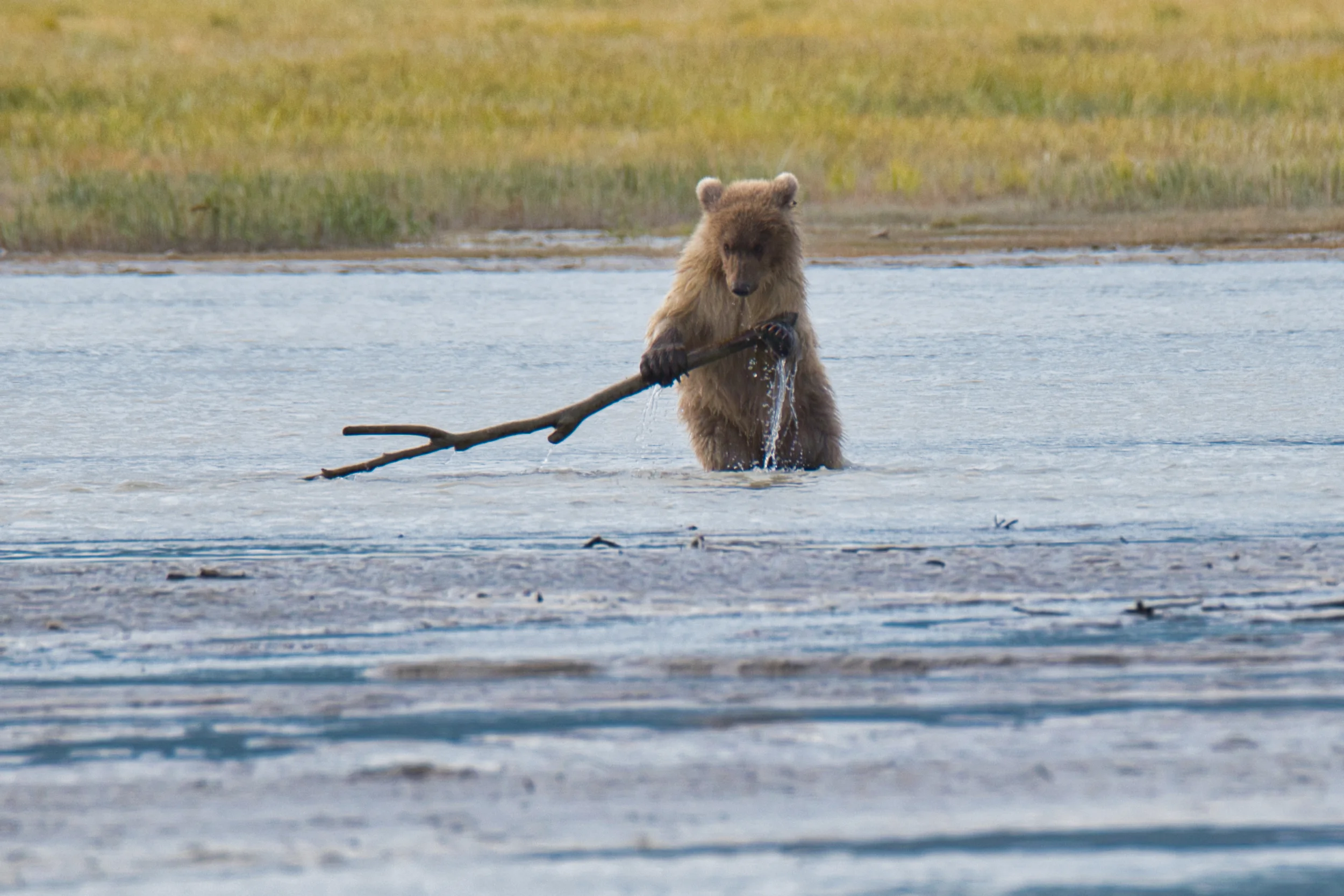 The baby captures a stick.