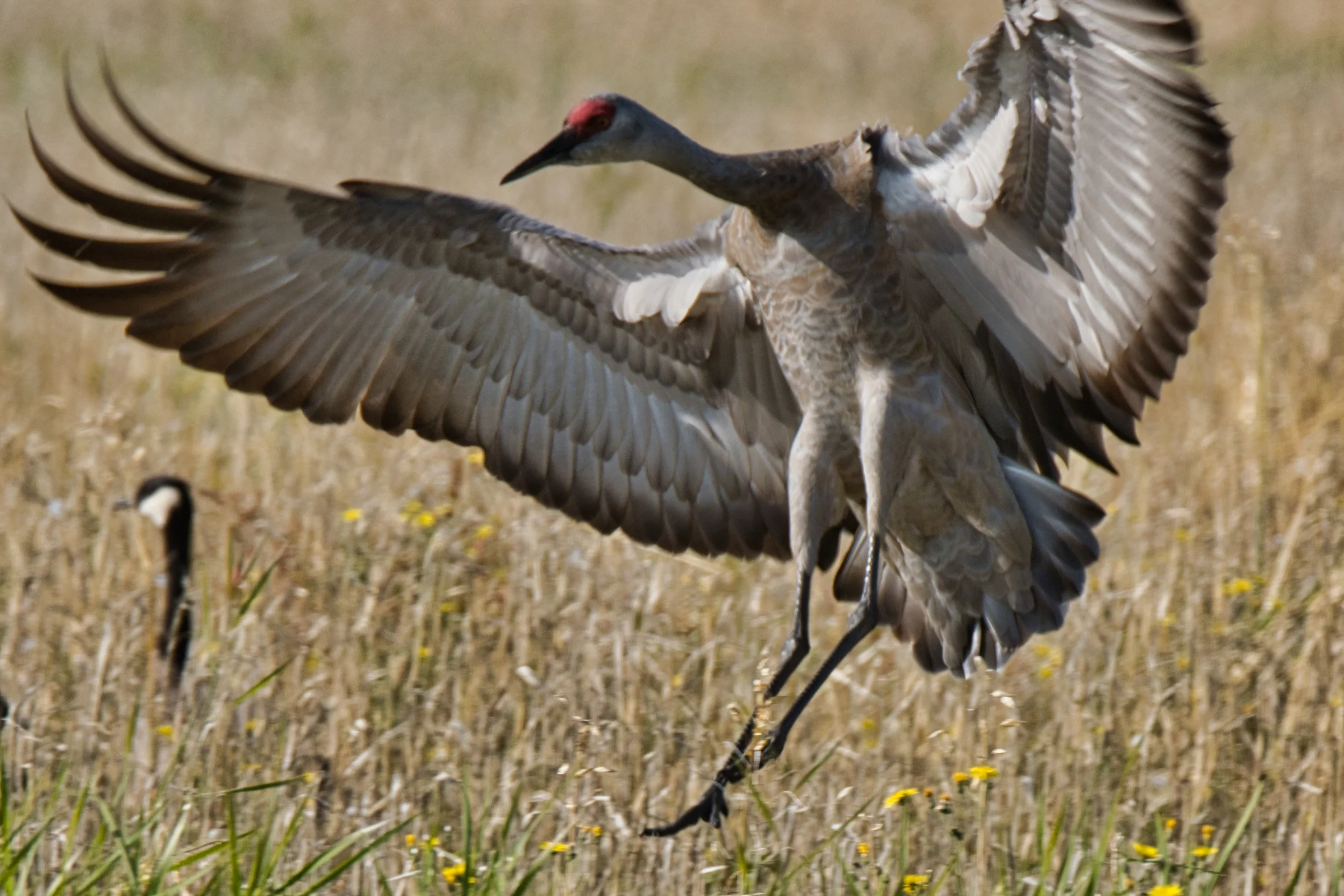 In for a landing, appropriate when you are staying on an air strip!