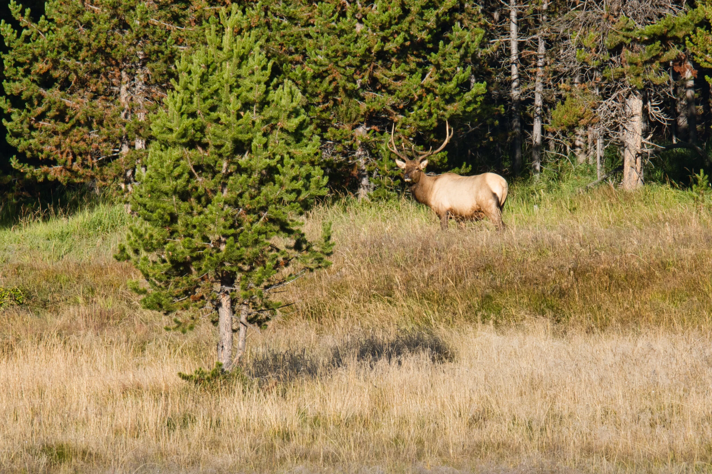 We did see this elk in a place where only we were and isolated from the main road. Sometimes in the crowds you get a “just for you” view.