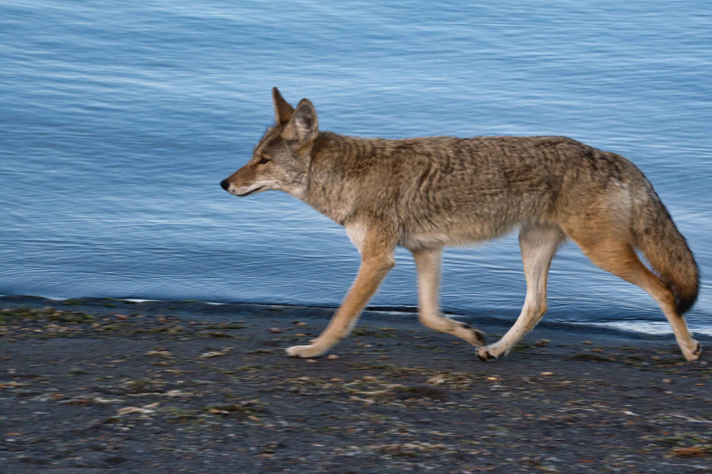 The coyote at Yellowstone along the Yellowstone Lake
