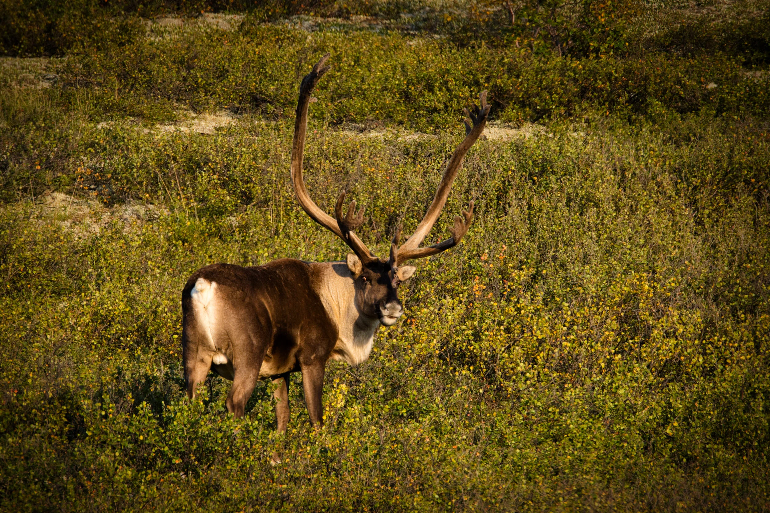 Denali National Park