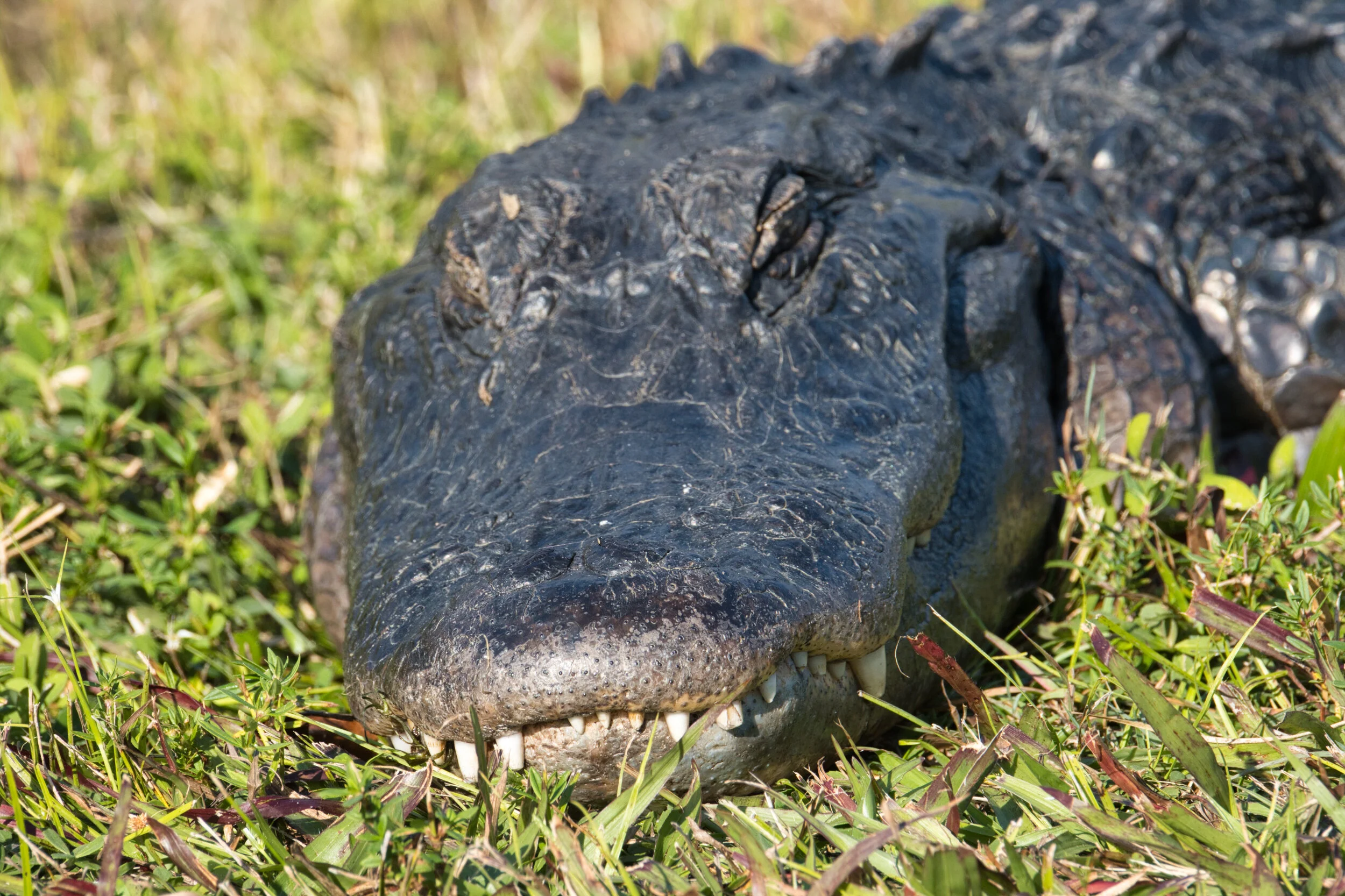 Everglades National Park