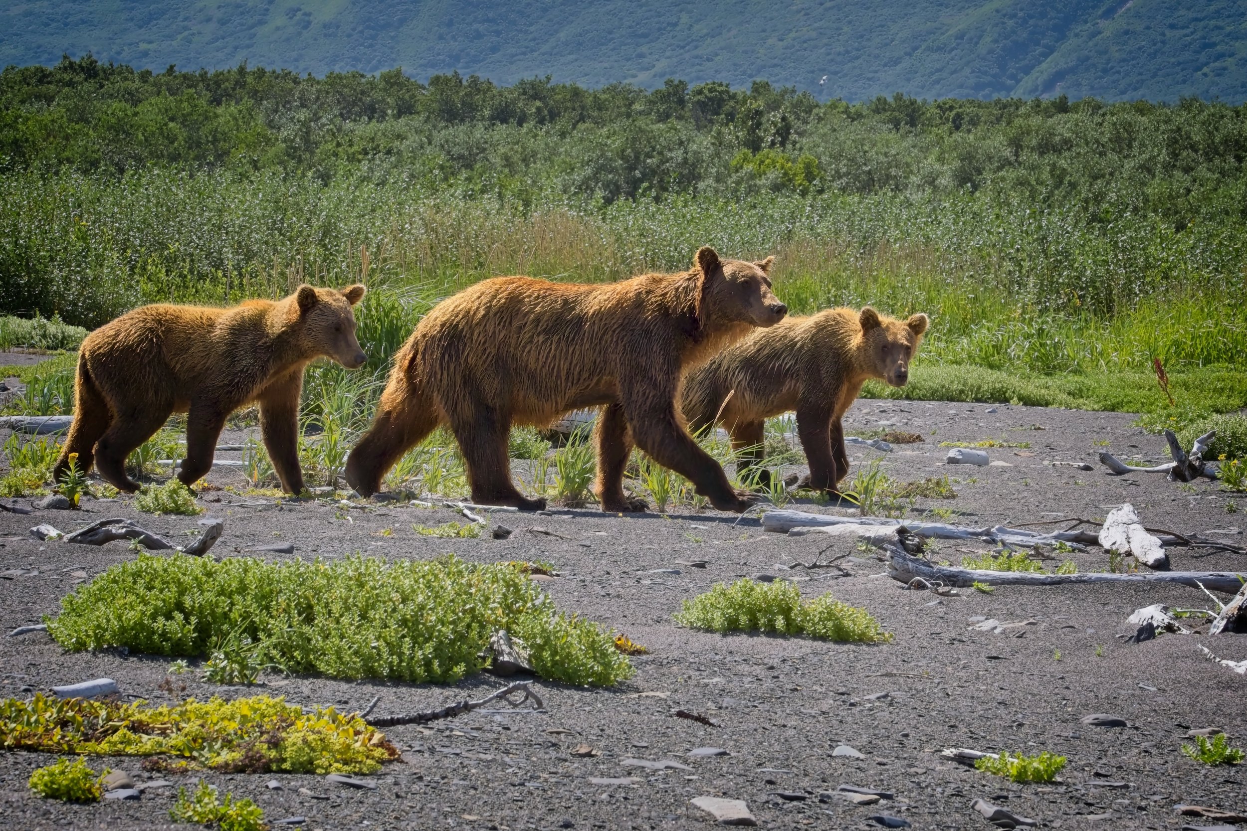 We three bears 2.jpg