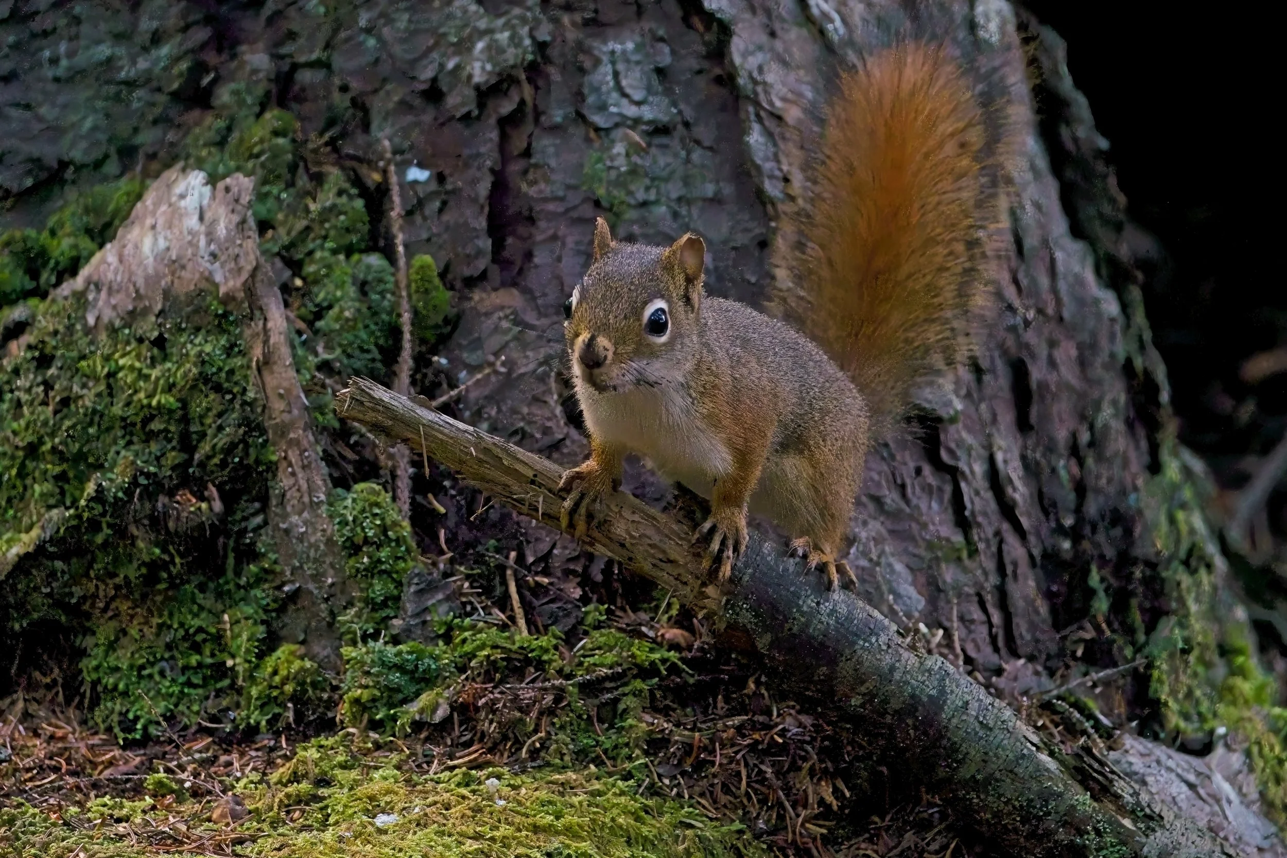 American Red Squirrel.jpg