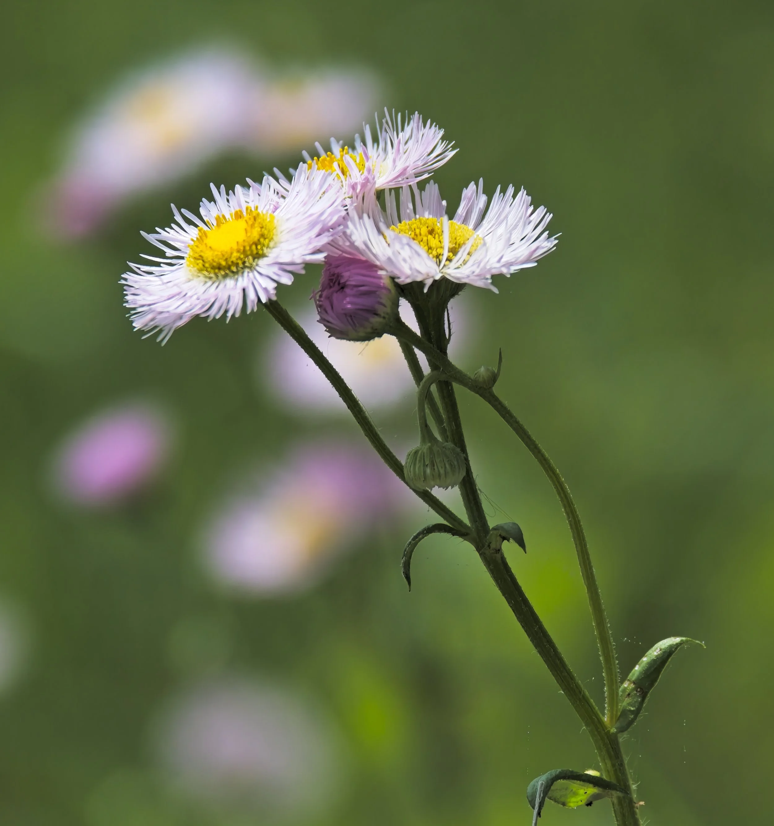 flower.jpg
