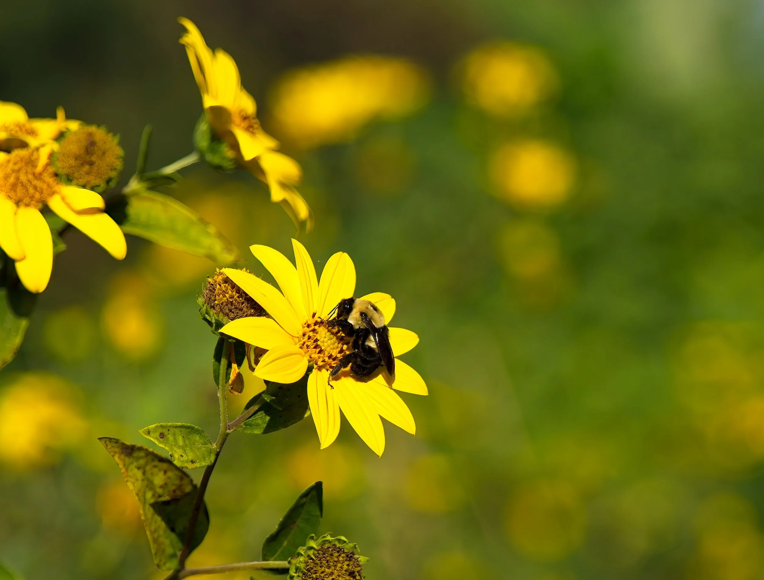 OM! Print Bee.jpg