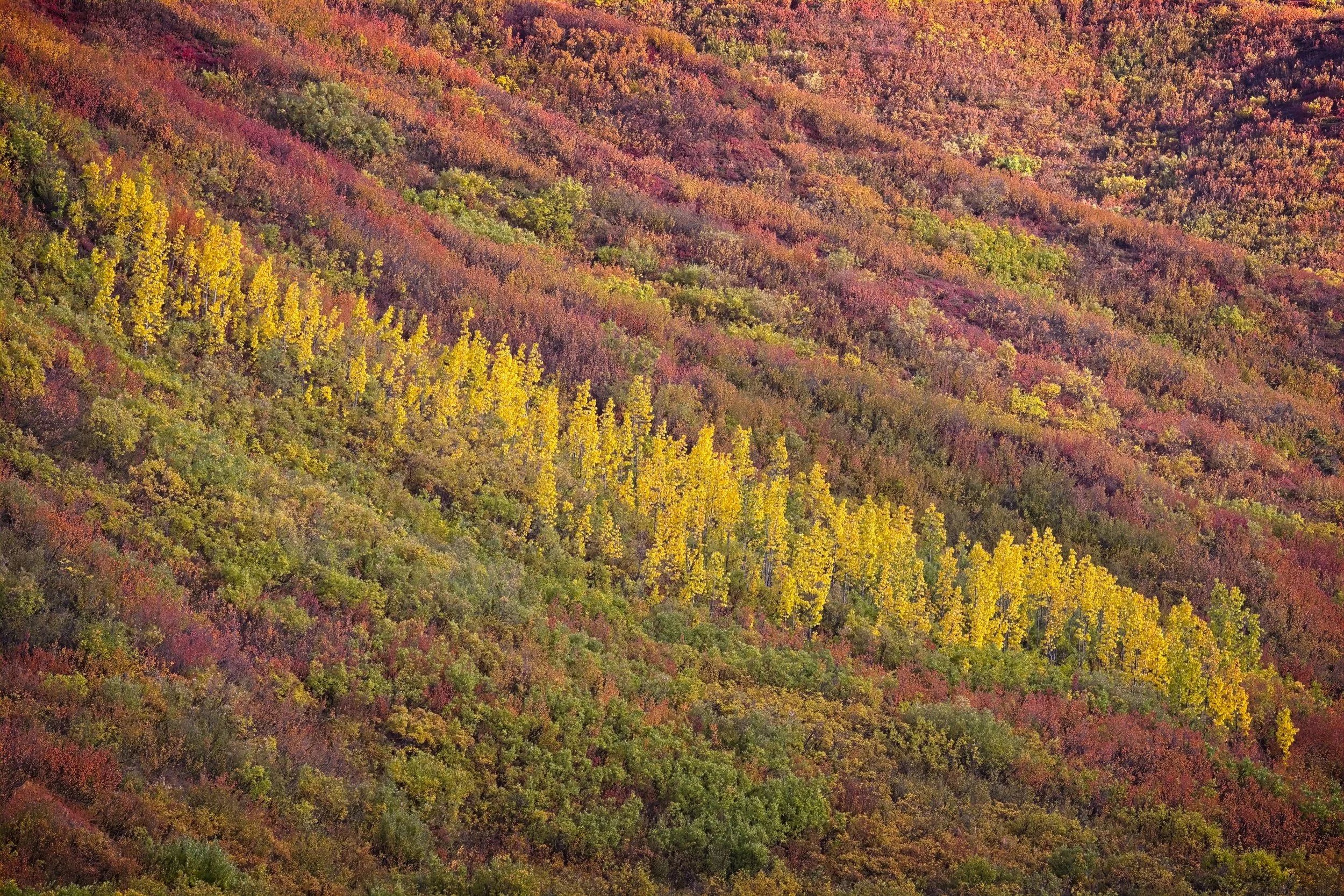 Tundra Fall.jpg