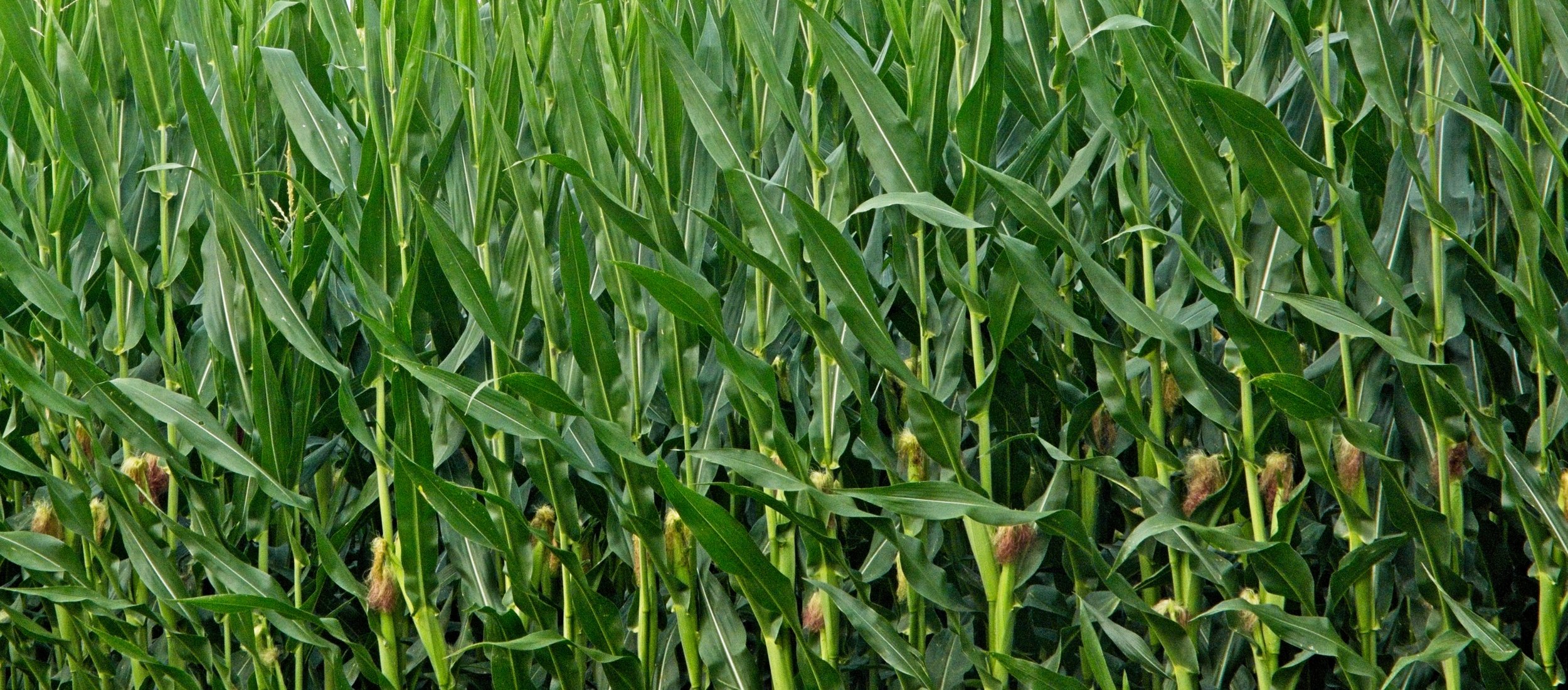Corn  Lancaster.jpg