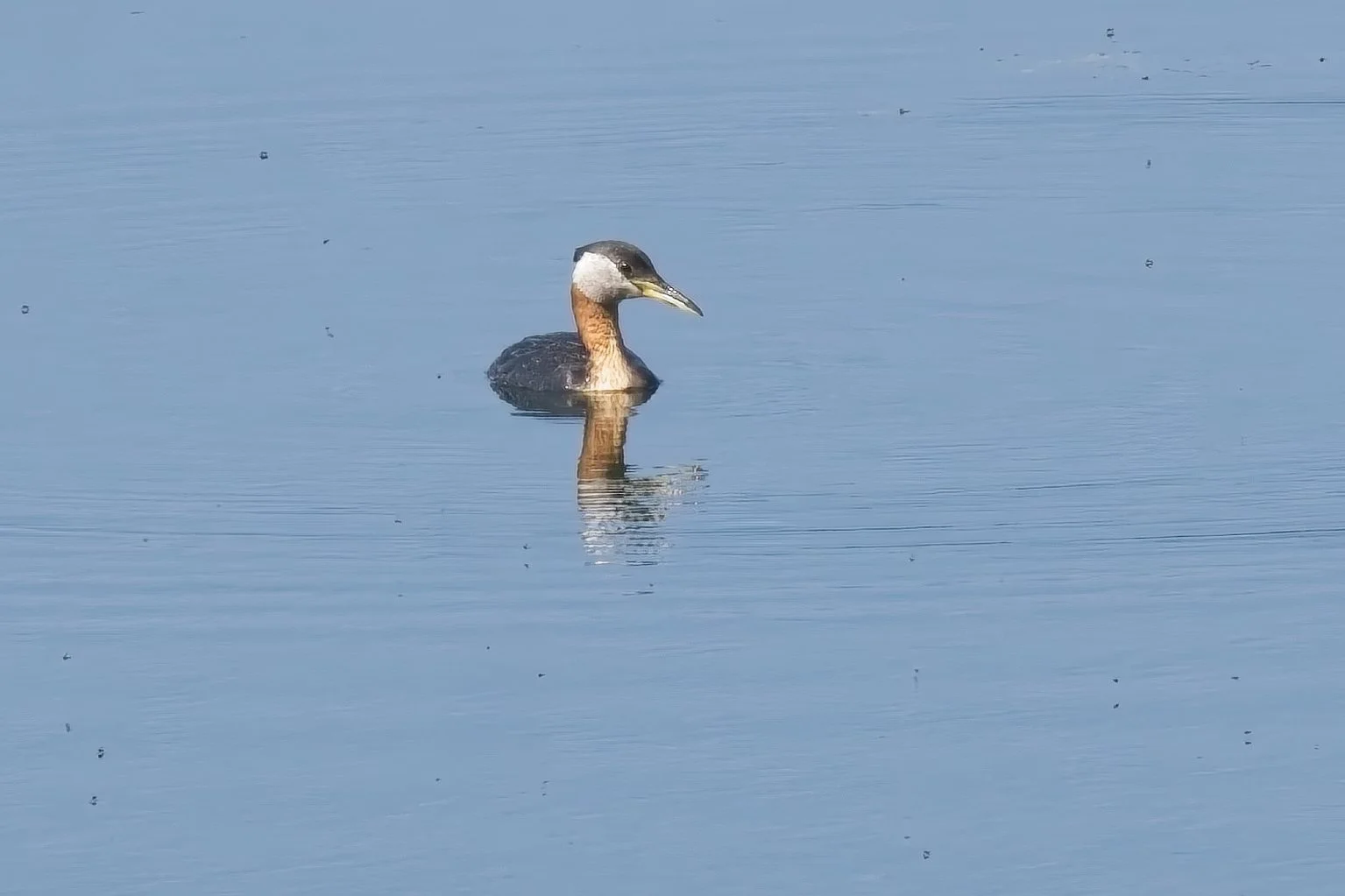 Red necked Grebe.jpg