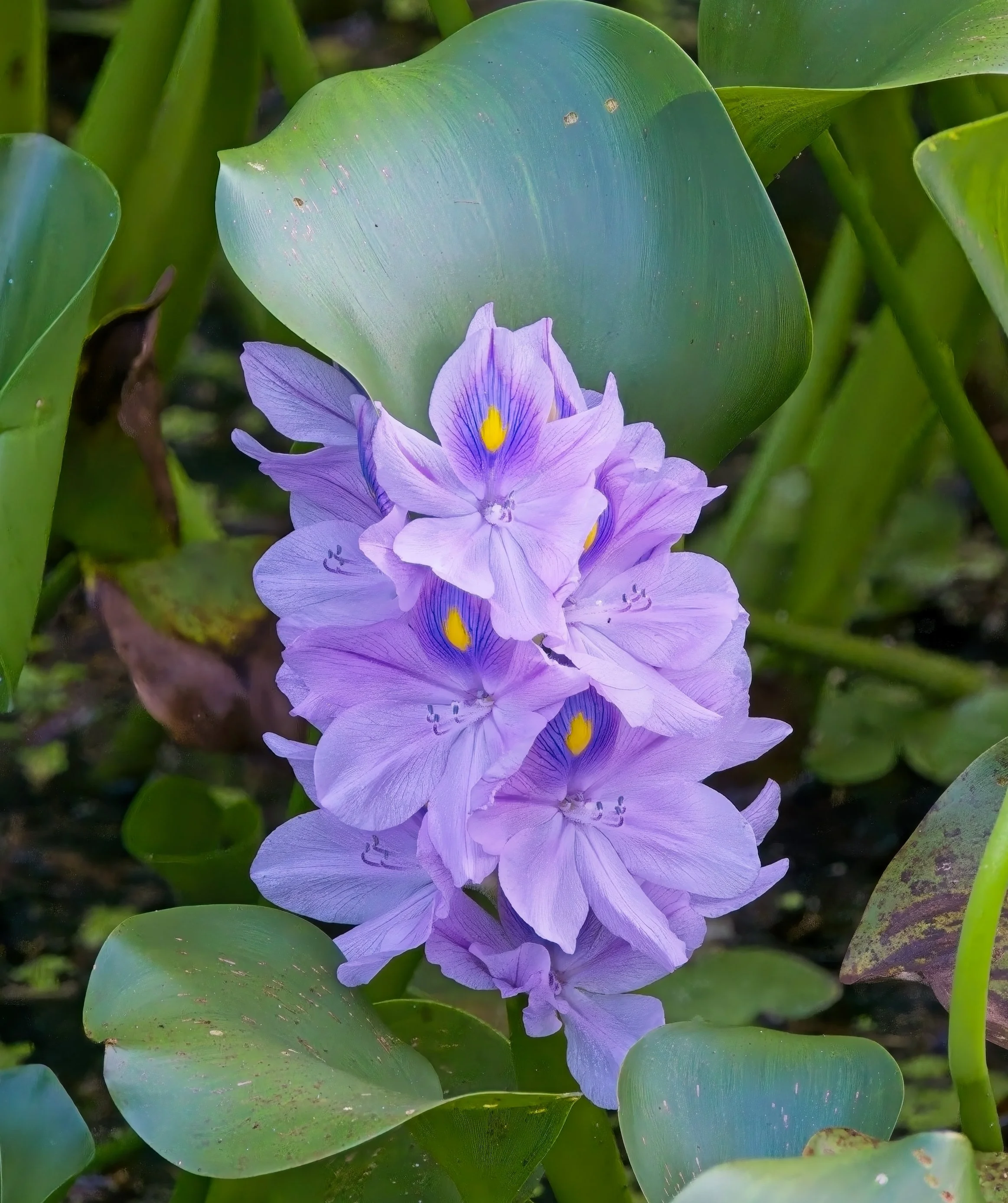 Flower Everglades.jpg